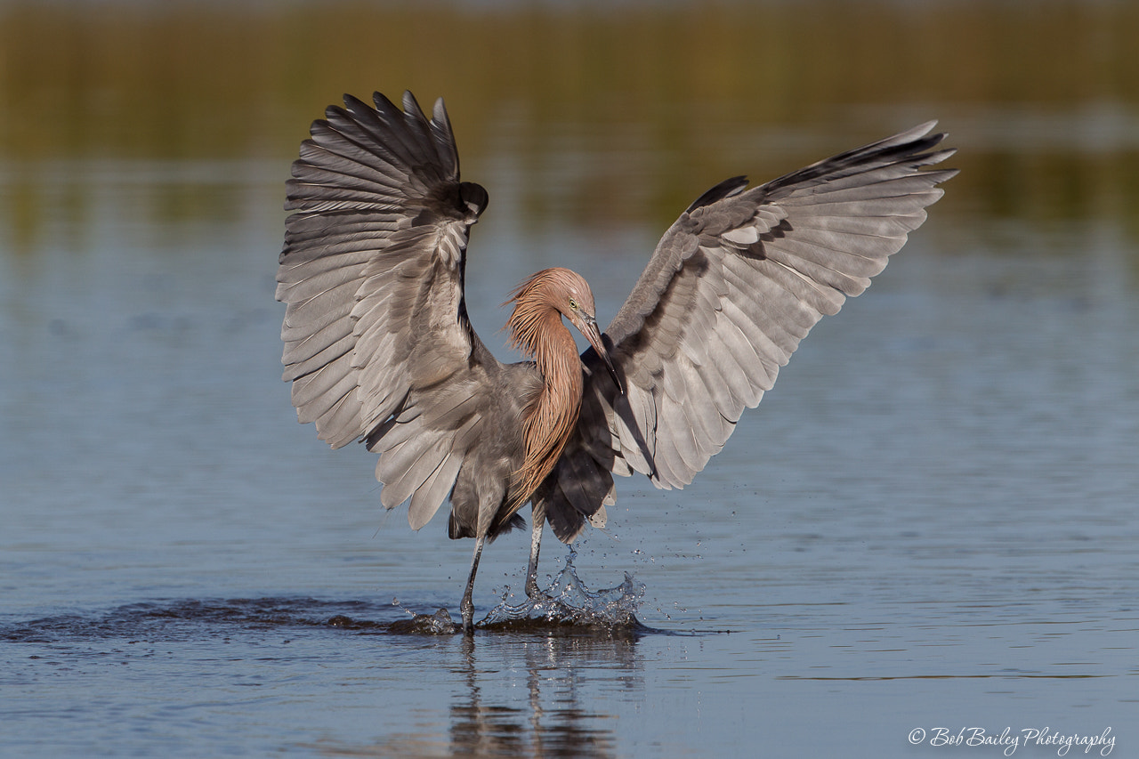Canon EF 300mm F2.8L IS II USM sample photo. Reddish egret fishing photography
