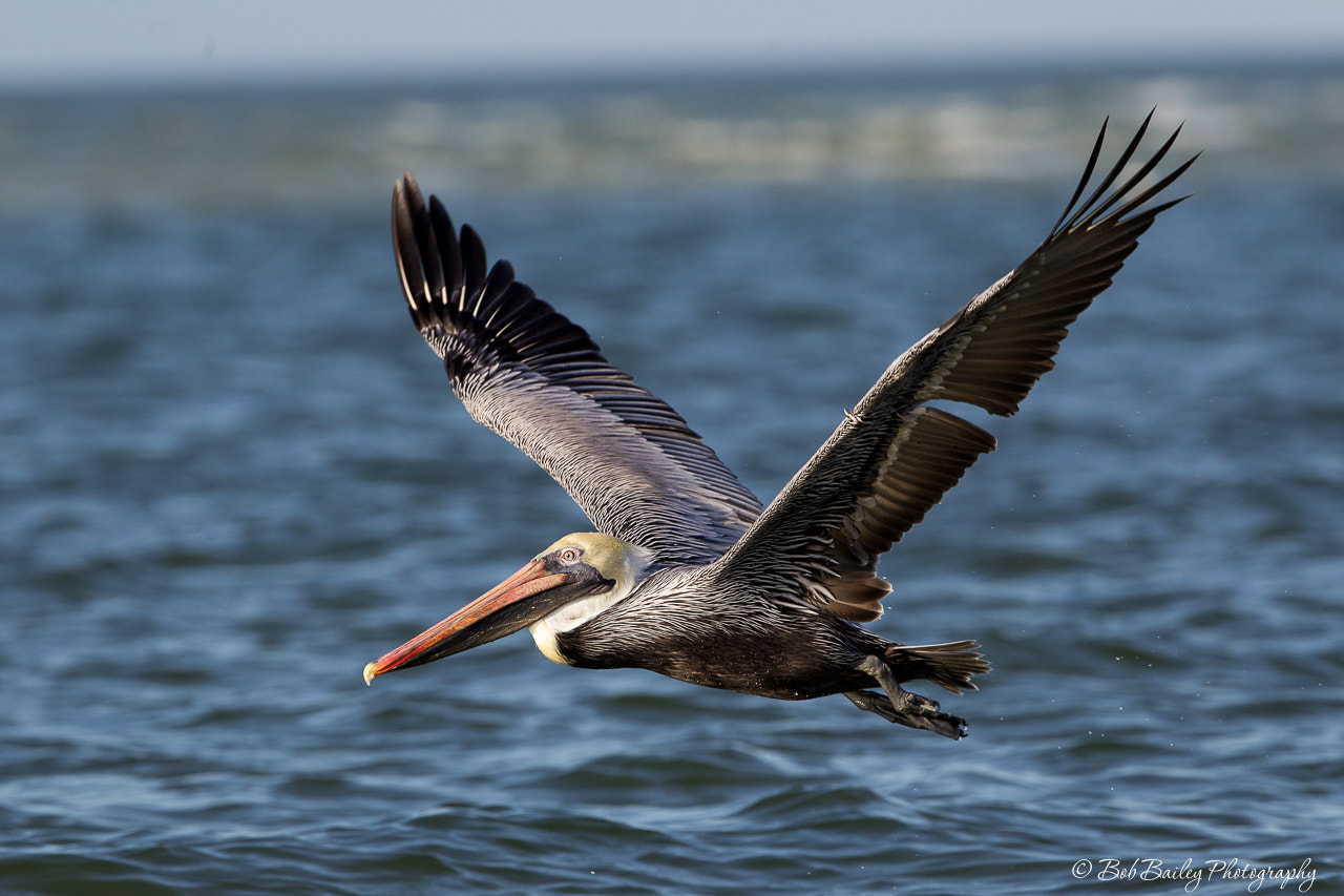 Canon EF 300mm F2.8L IS II USM sample photo. Brown pelican takes flight photography