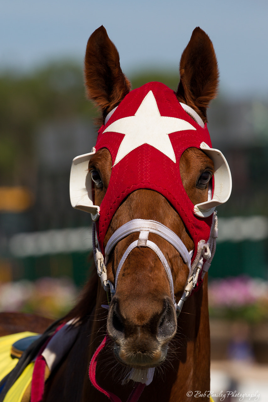 Canon EF 300mm F2.8L IS II USM sample photo. "this ones for tony" photography