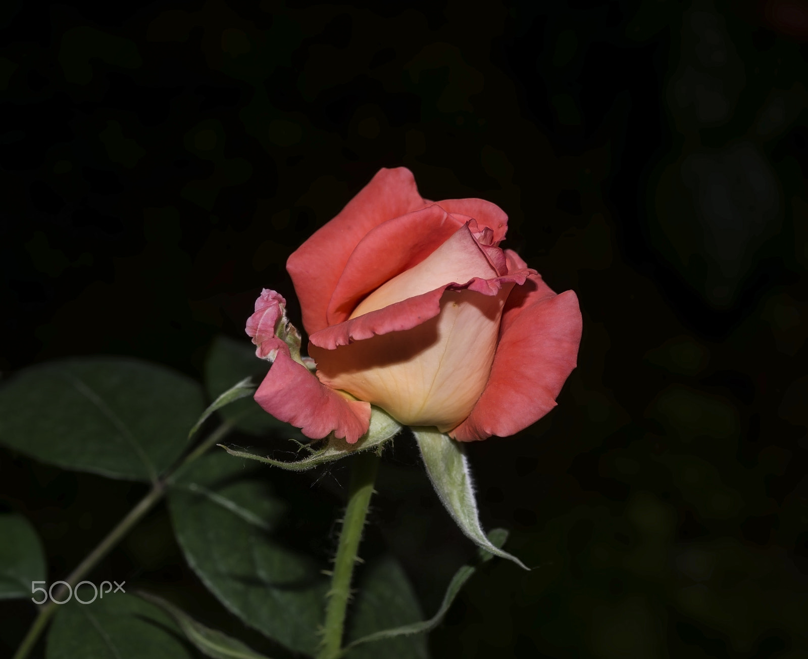 Nikon D800E + AF Micro-Nikkor 55mm f/2.8 sample photo. Kırmızı gül (red rose) photography