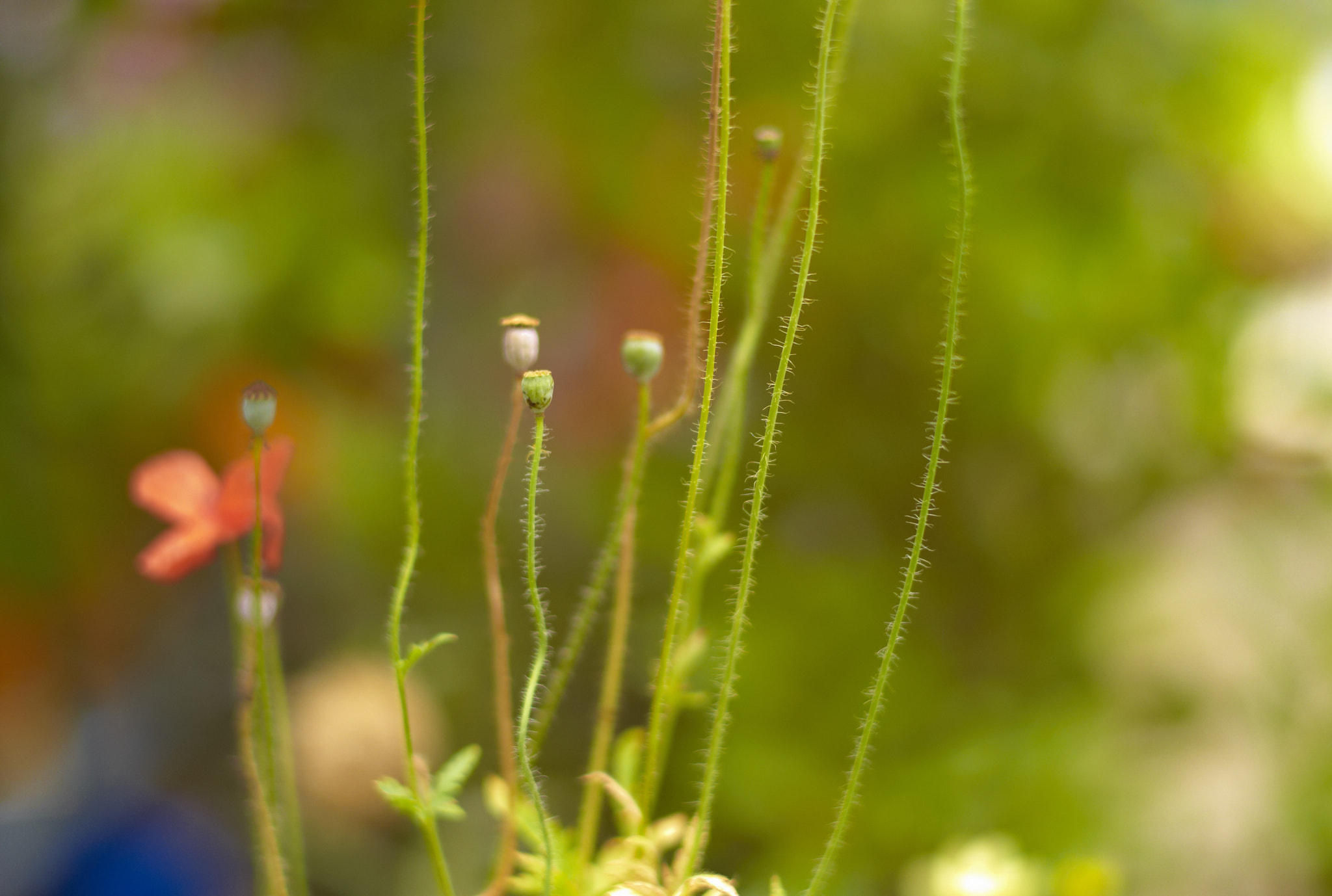 Leica M8 sample photo. * photography