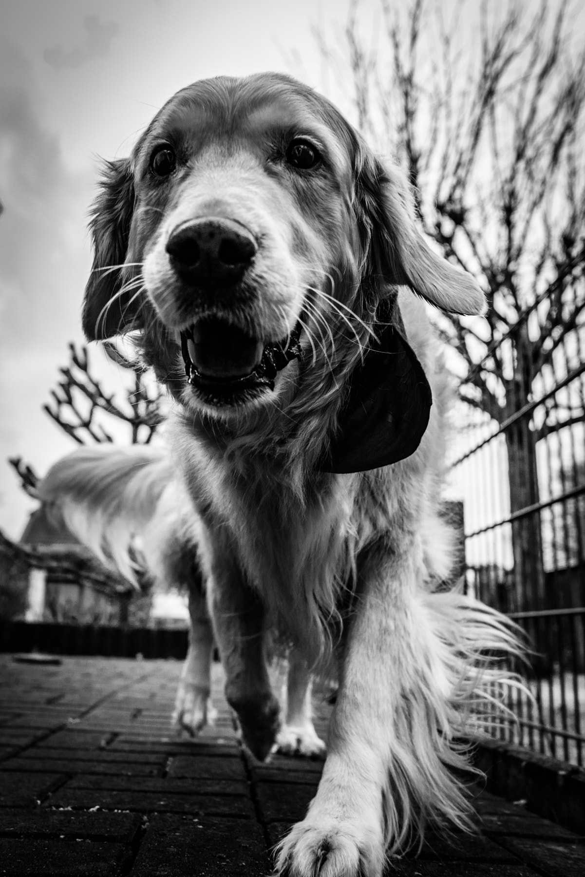 Sony FE 28mm F2 sample photo. Classic dog. photography