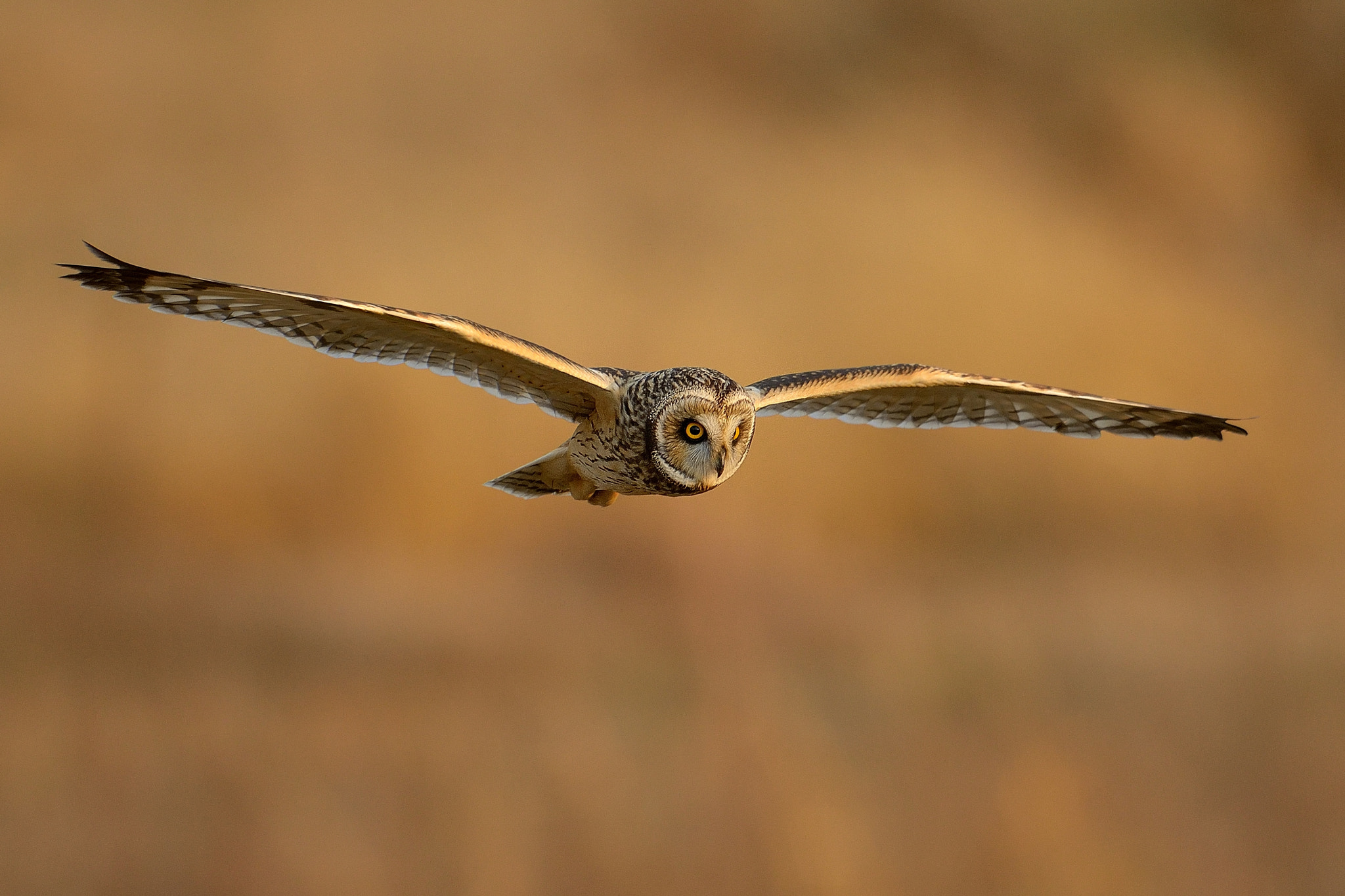 Nikon D800 + Nikon AF-S Nikkor 600mm F4G ED VR sample photo. Short-eared owl！ photography