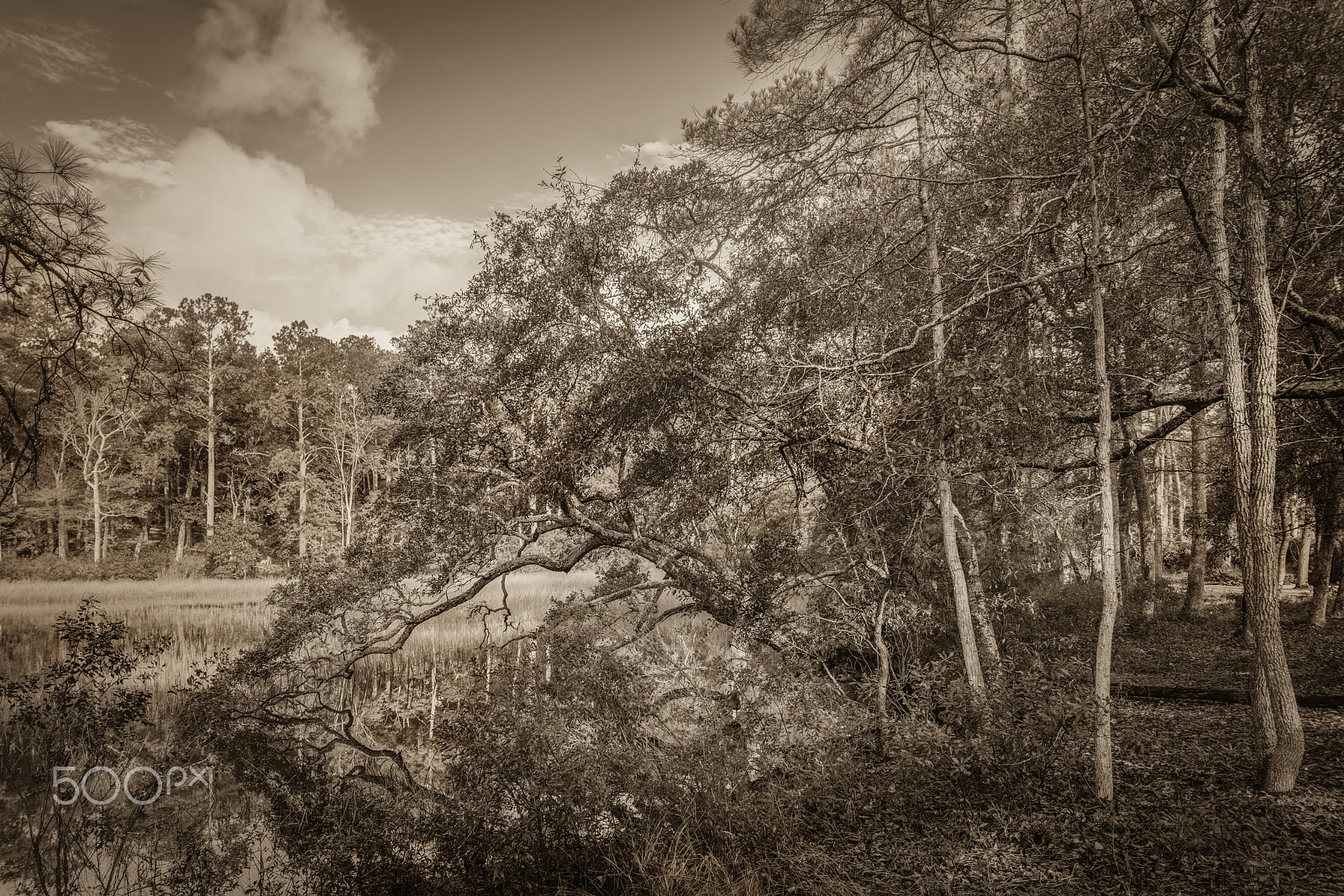 Canon TS-E 17mm F4L Tilt-Shift sample photo. High tide in marsh photography