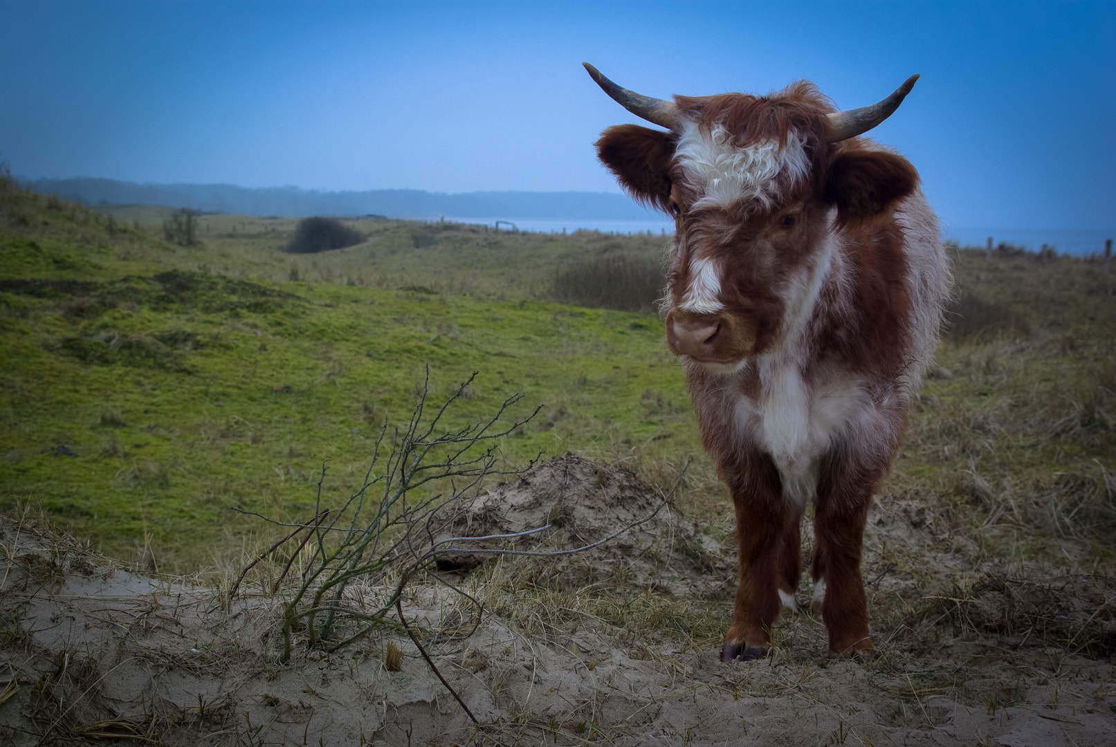 Pentax K10D sample photo. Hello cow photography