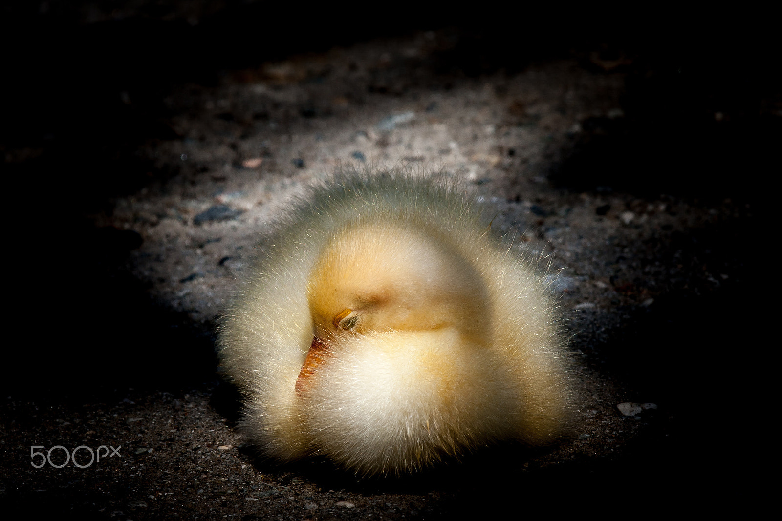 Canon EOS 40D + Canon EF 70-200mm F2.8L IS II USM sample photo. Sleepy duckling photography