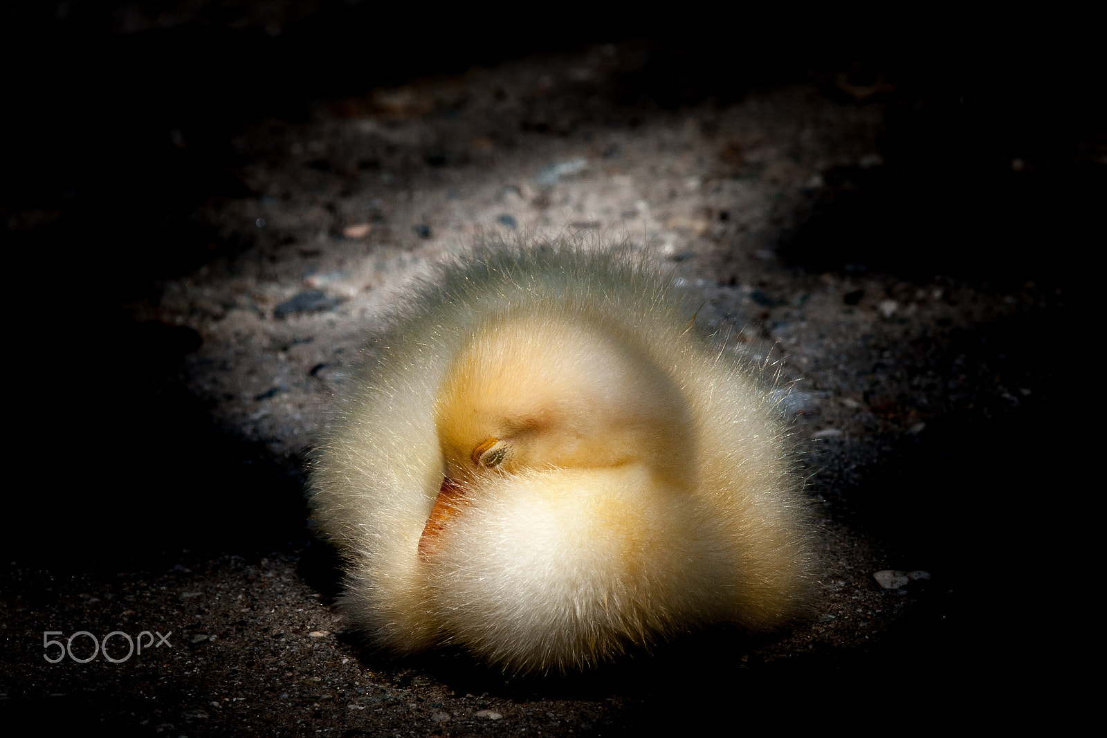 Canon EF 70-200mm F2.8L IS II USM sample photo. Sleepy duckling photography