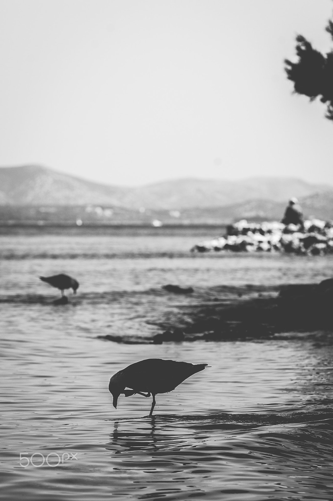 Sigma 150mm F2.8 EX DG Macro HSM sample photo. Tkon photography