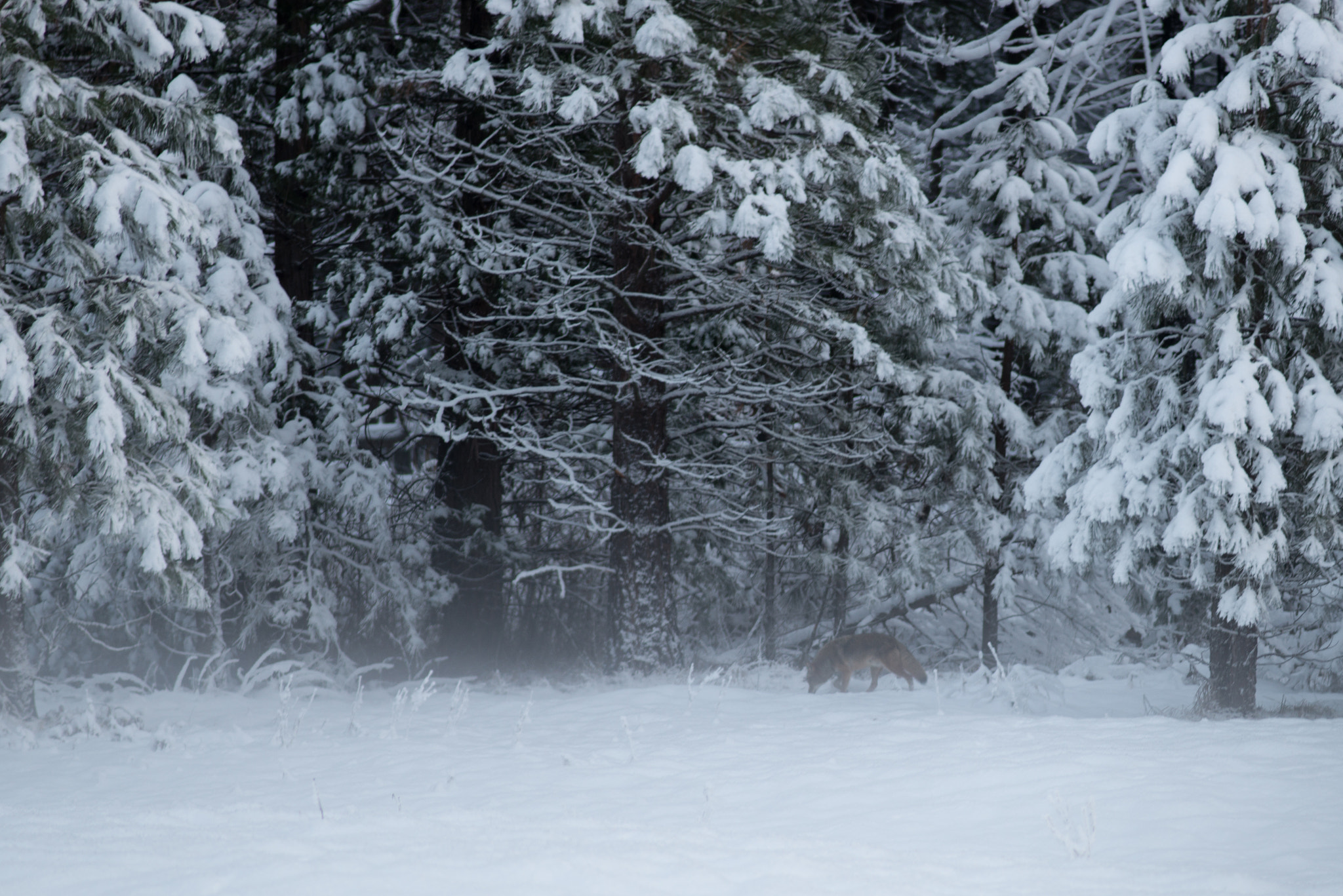 Nikon D800E + Nikon AF Nikkor 180mm F2.8D ED-IF sample photo. What does the fox say? photography