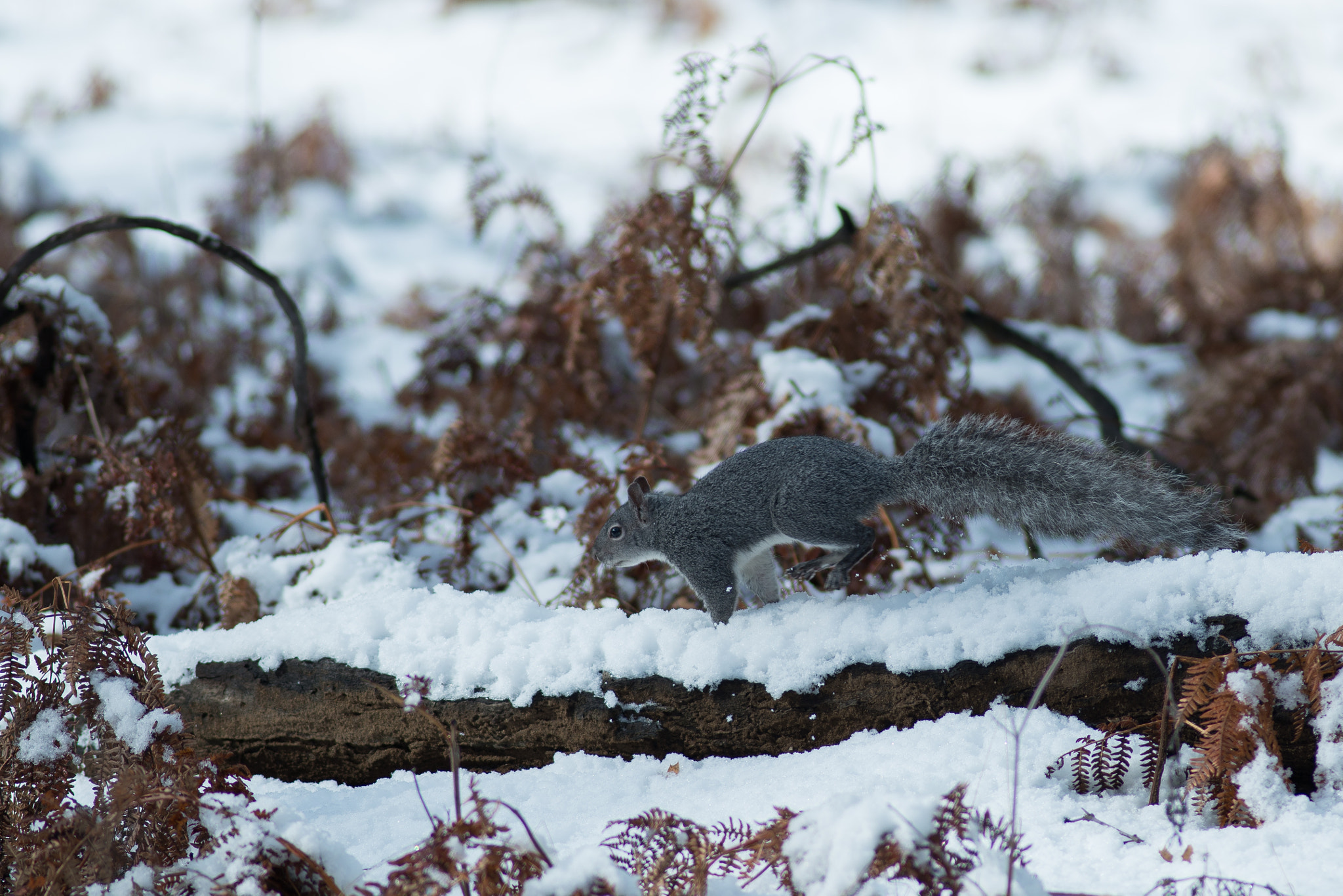 Nikon D800E + Nikon AF Nikkor 180mm F2.8D ED-IF sample photo. Yosemite photography