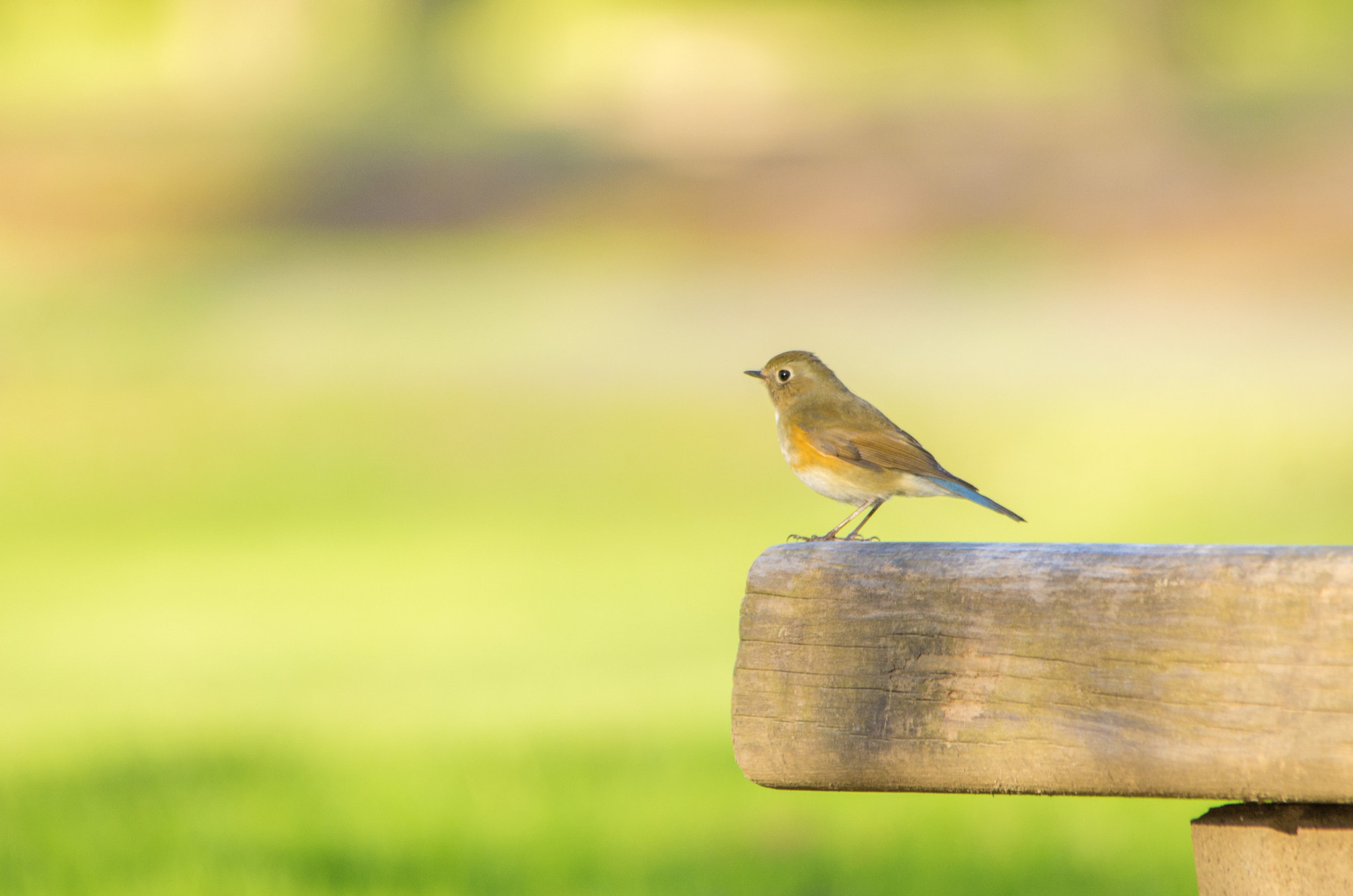 Sigma 150-500mm F5-6.3 DG OS HSM sample photo. Red-flanked bluetail photography