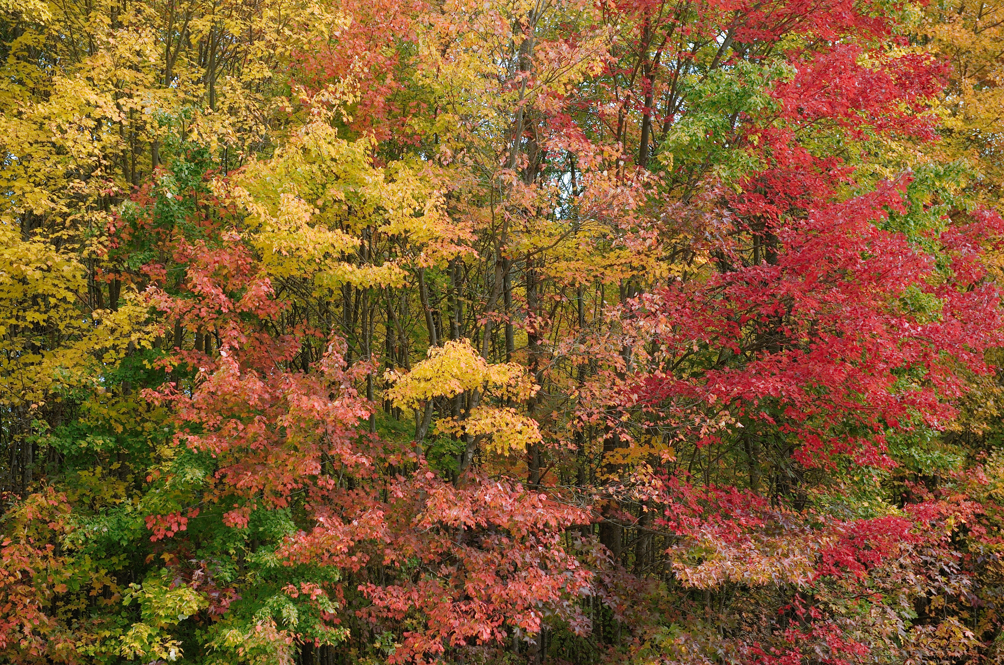 24-70mm F2.8 sample photo. _dsc5670.jpg photography