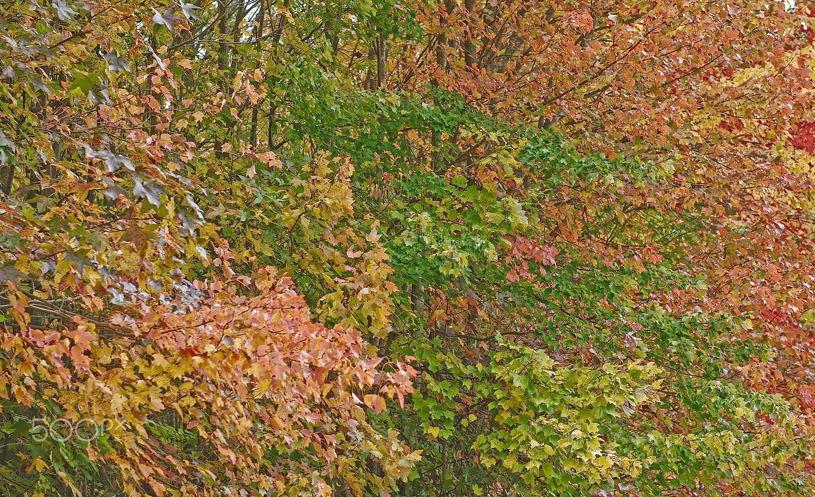 24-70mm F2.8 sample photo. _dsc5672.jpg photography