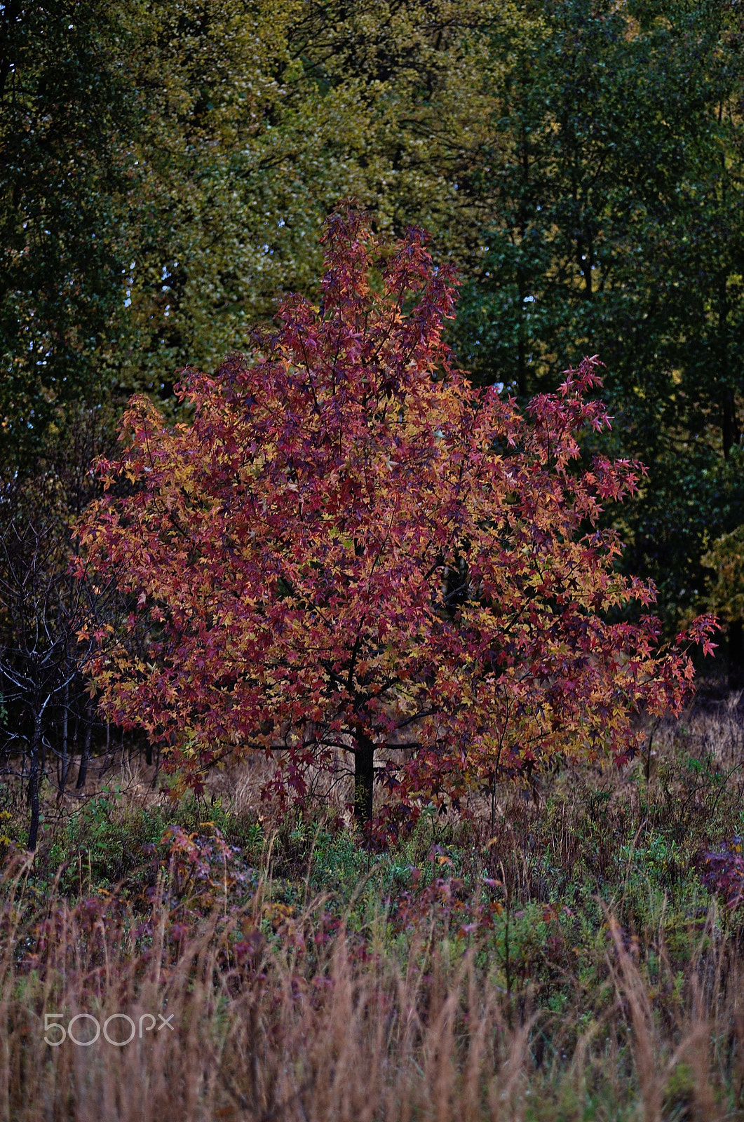 Nikon D700 + Minolta AF 80-200mm F2.8 HS-APO G sample photo. _dsc5695.jpg photography