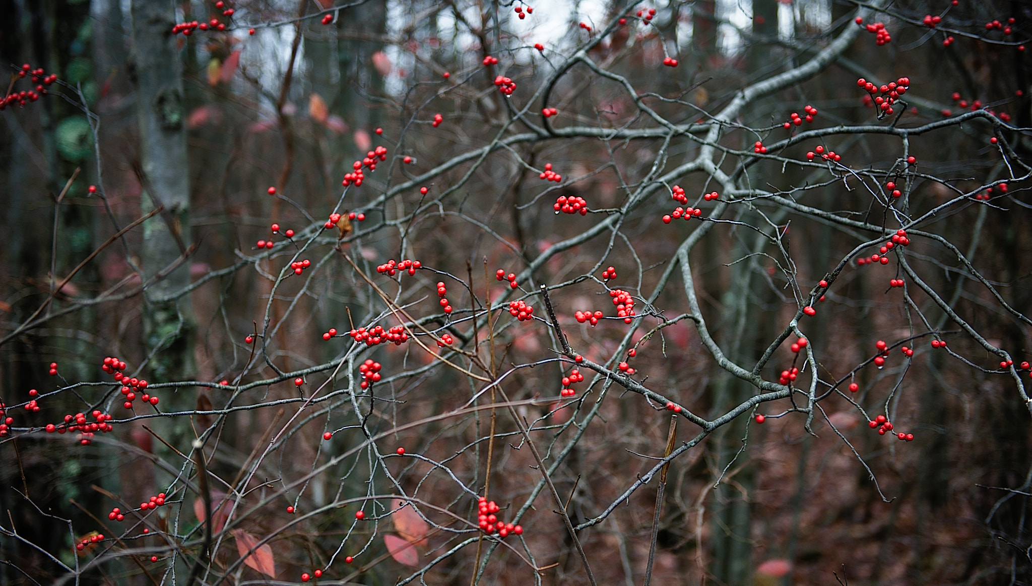 24-70mm F2.8 sample photo. _dsc5767-1.jpg photography