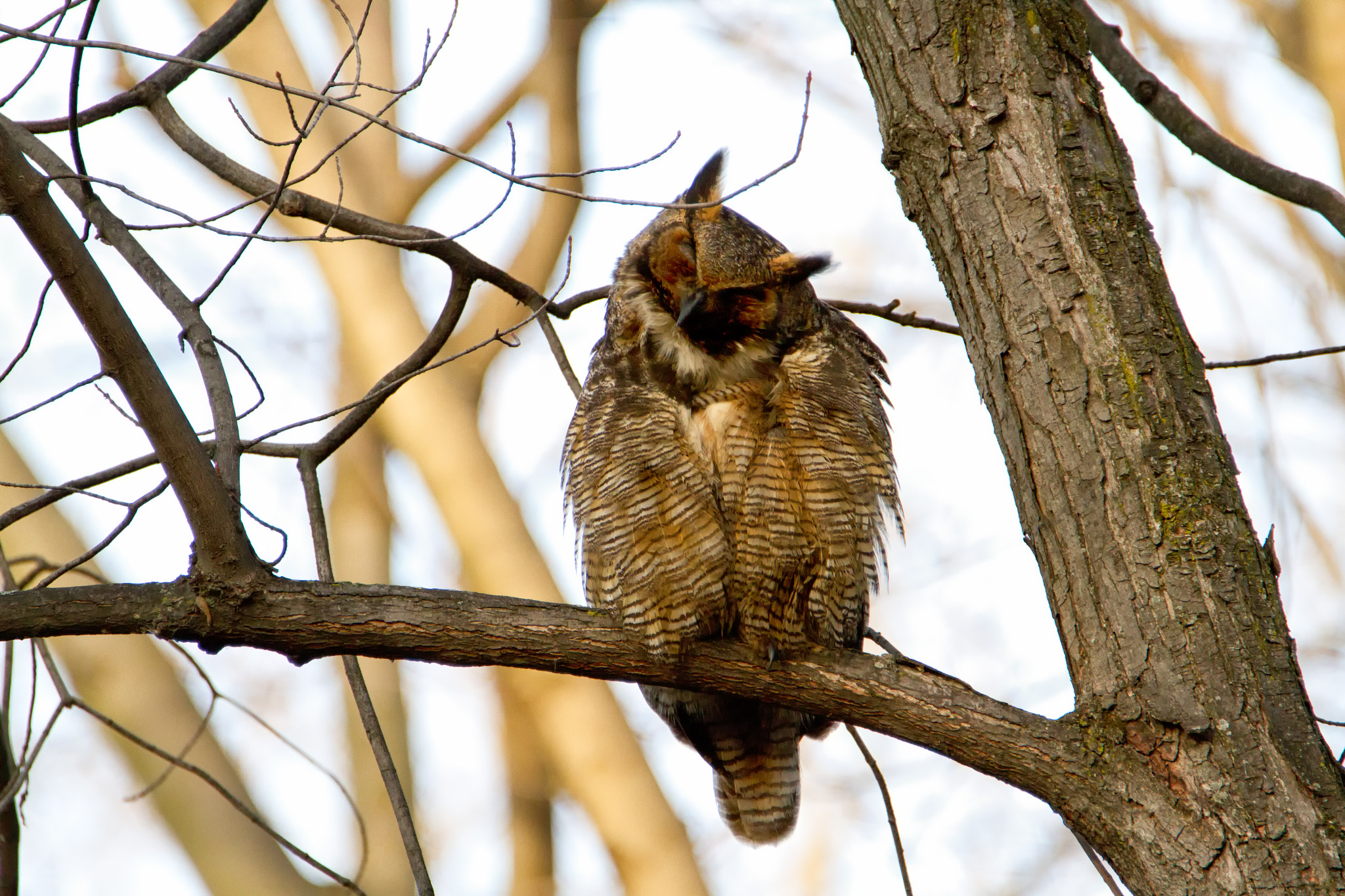 Canon EOS 7D + Tamron SP 150-600mm F5-6.3 Di VC USD sample photo. Great horned owl photography