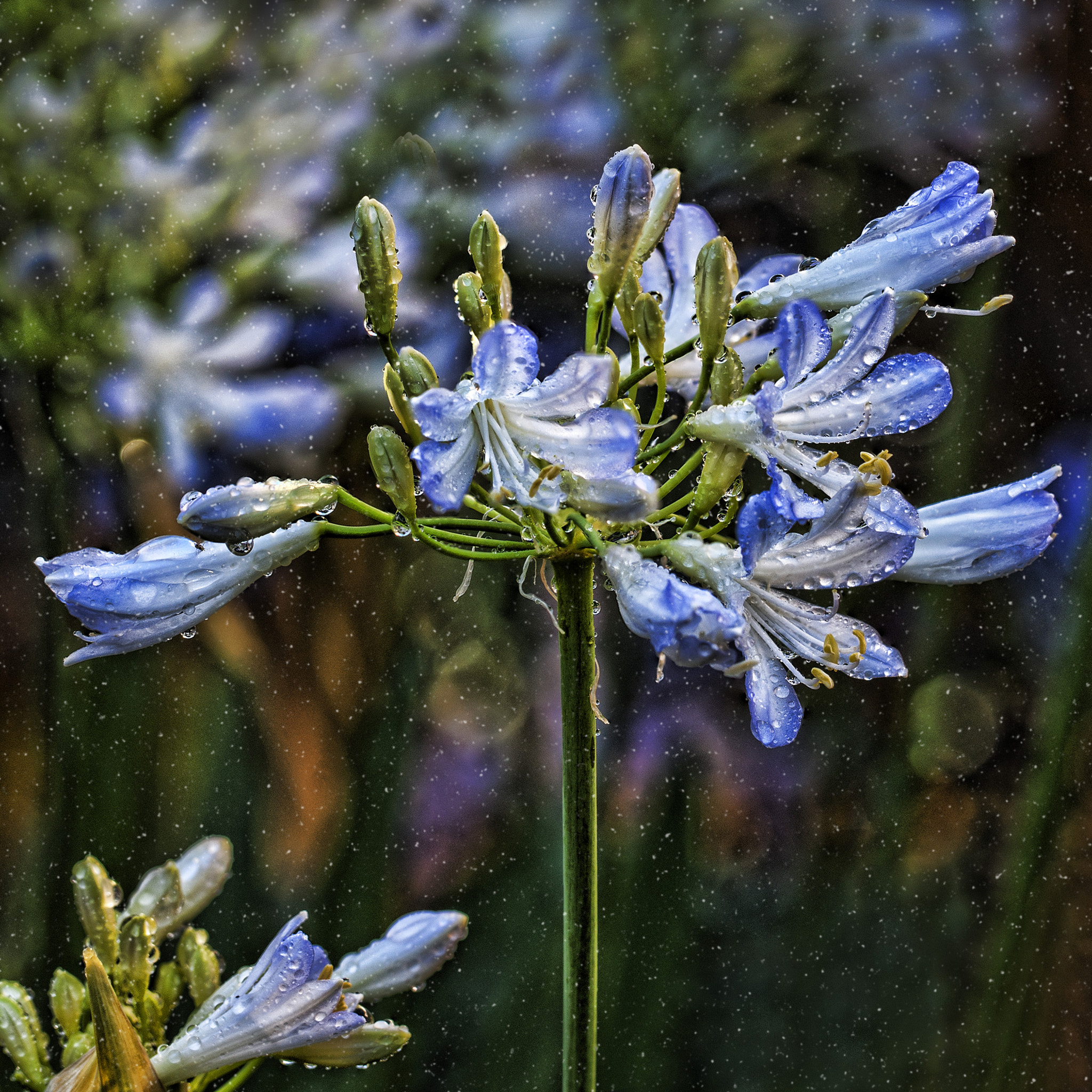 Canon EOS-1Ds Mark III sample photo. Wonderful photography