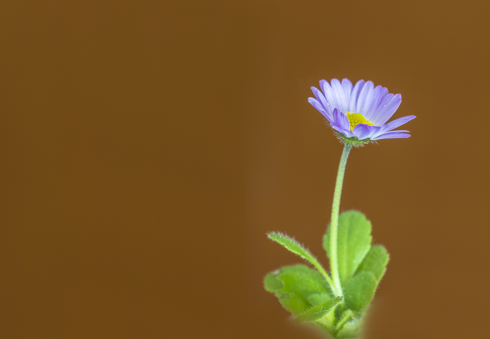 Sigma 105mm F2.8 EX DG OS HSM sample photo. Mofetilla...a la camaaaa!!!! photography