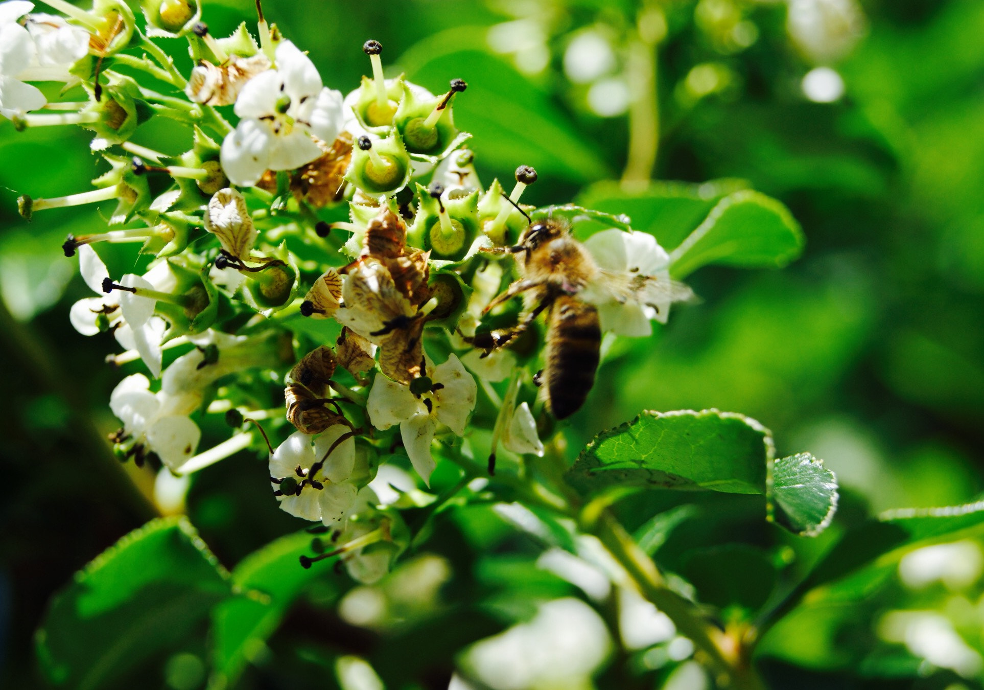Sony DT 18-55mm F3.5-5.6 SAM II sample photo. One bee photography