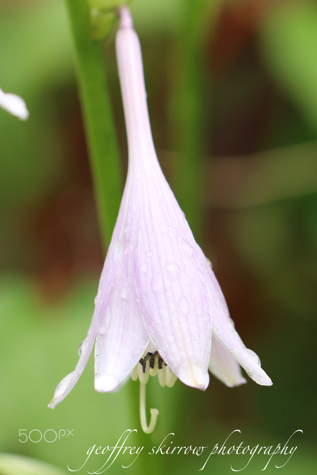 Canon EOS 650D (EOS Rebel T4i / EOS Kiss X6i) sample photo. Hosta after the rain photography