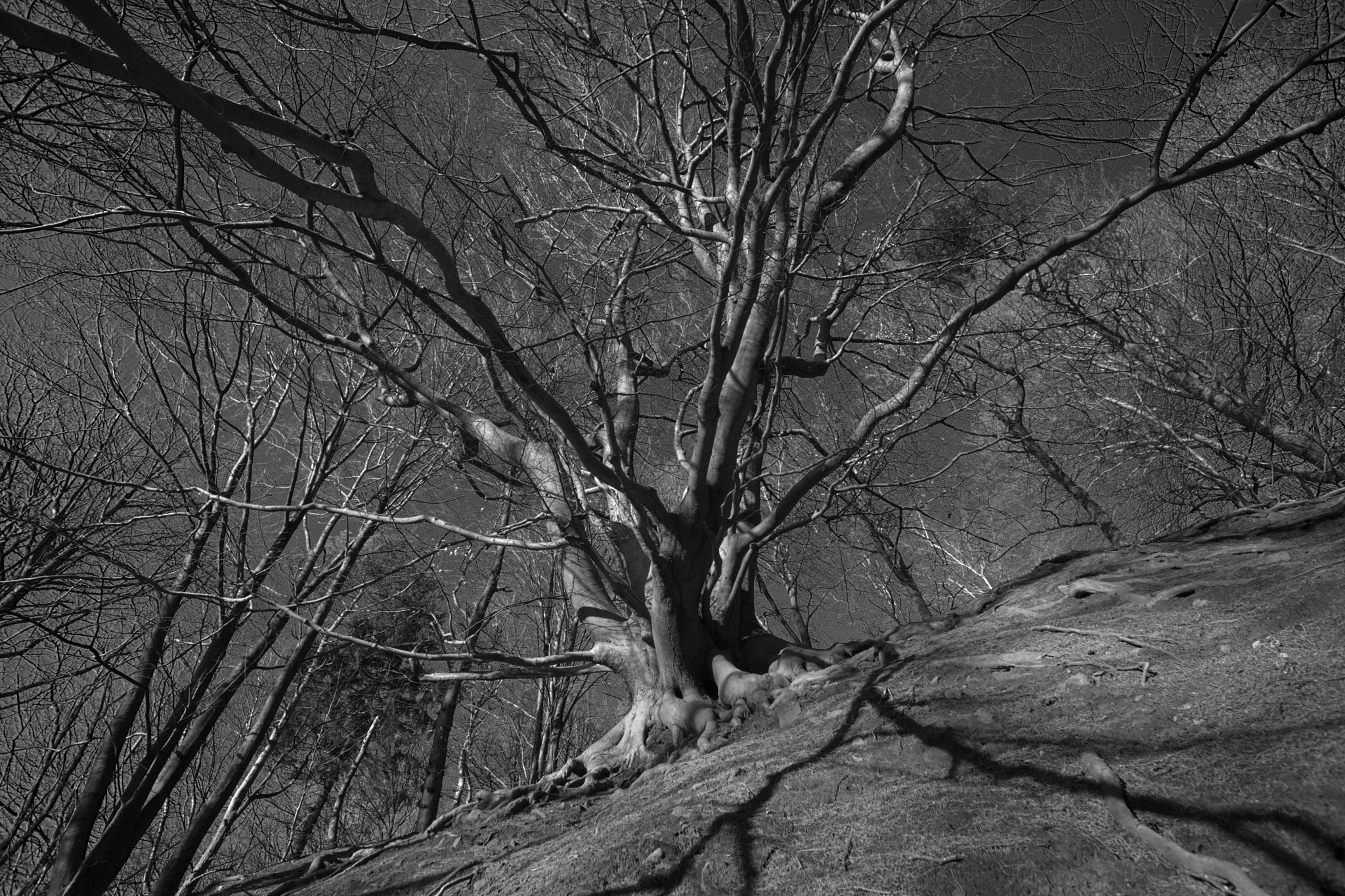 Canon EF 28mm F2.8 sample photo. Furious tree god photography