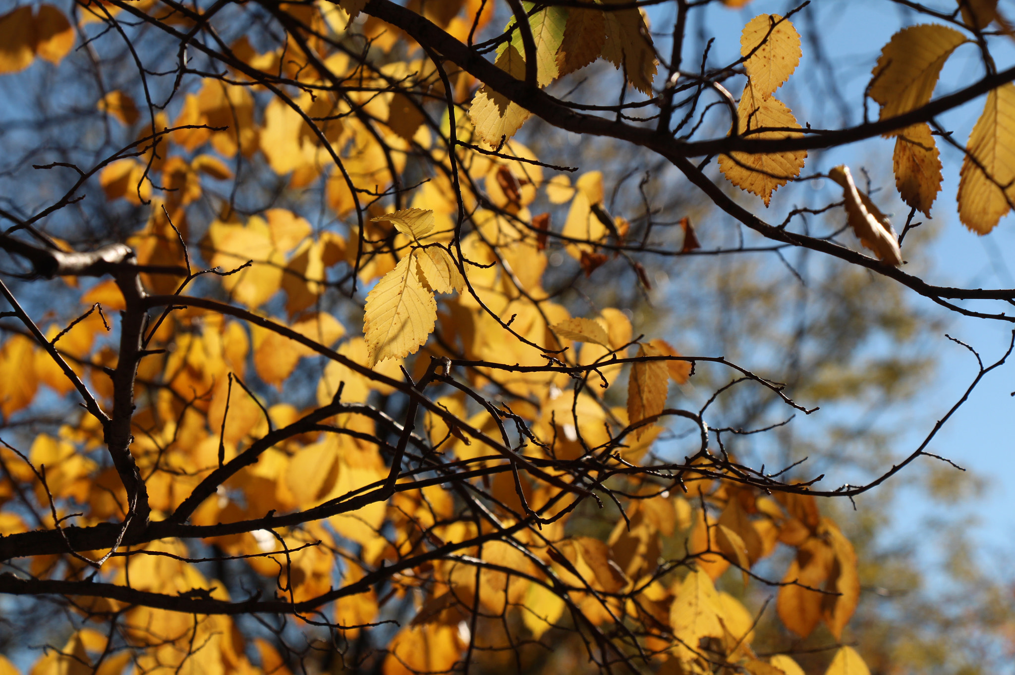 Canon EOS 650D (EOS Rebel T4i / EOS Kiss X6i) sample photo. Clustered photography