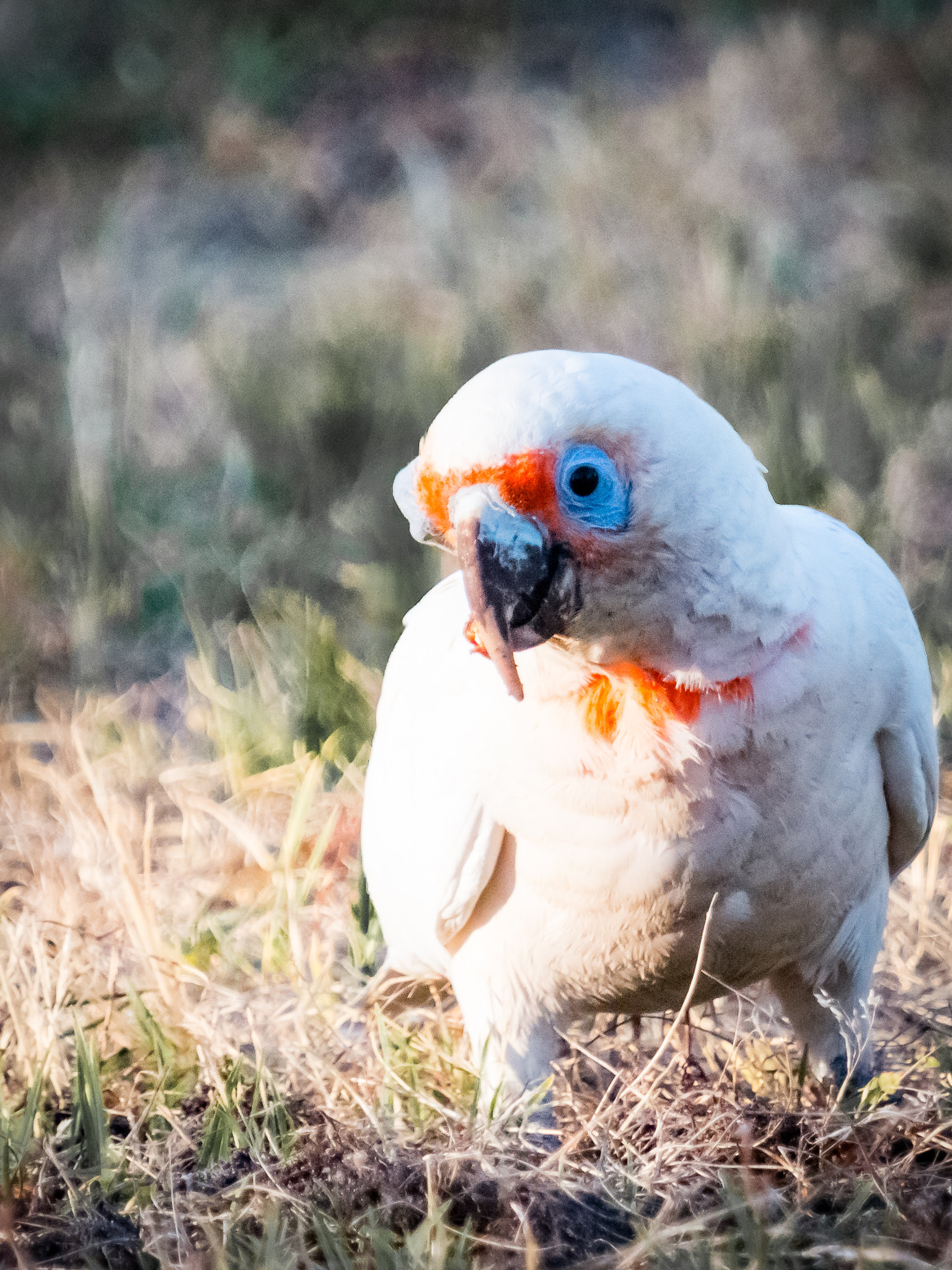 Canon EF 70-200mm F2.8L IS II USM sample photo. Long-billed corella photography