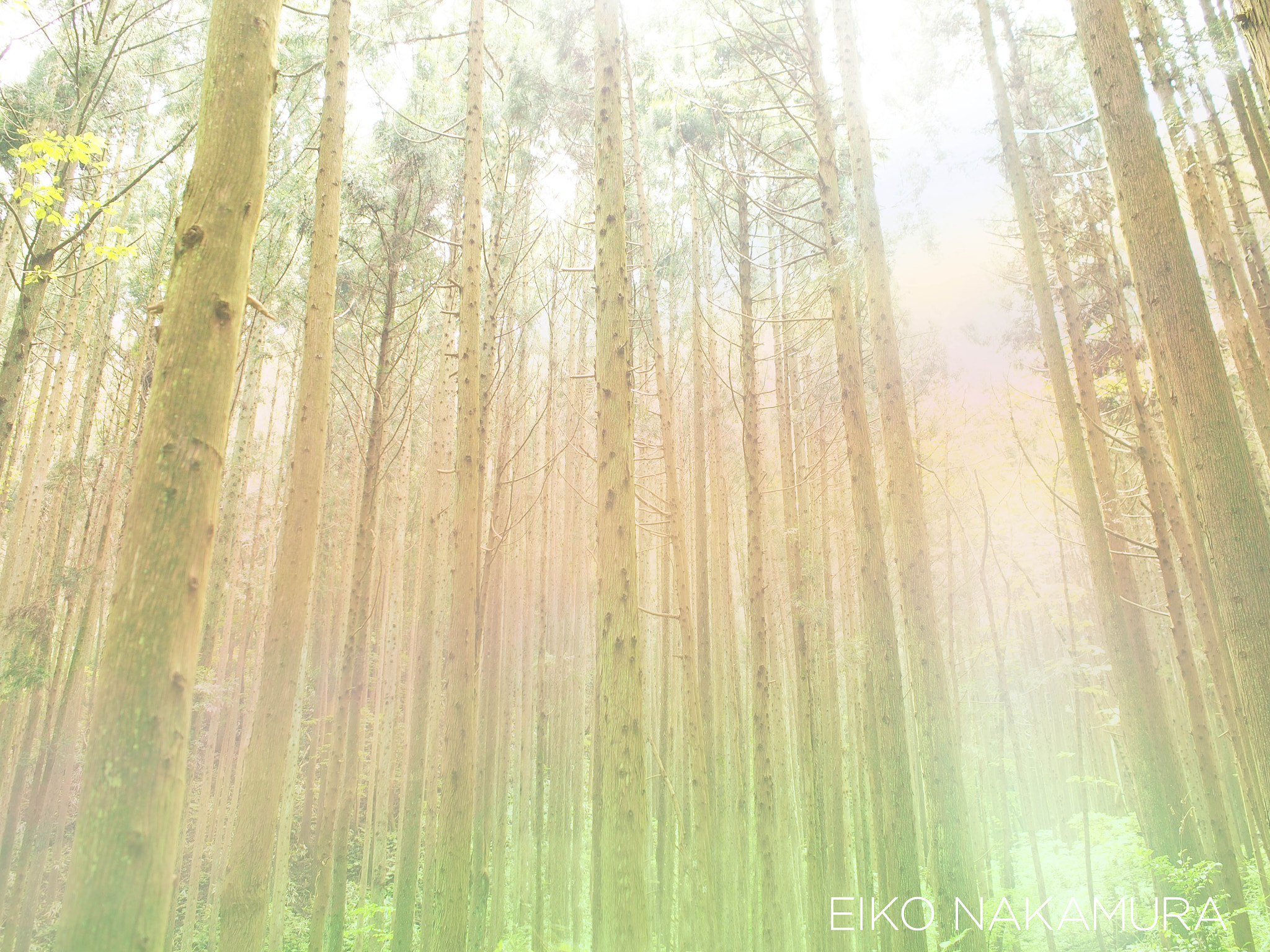 Olympus PEN E-P5 + Olympus M.Zuiko Digital 17mm F1.8 sample photo. Mystical forest photography