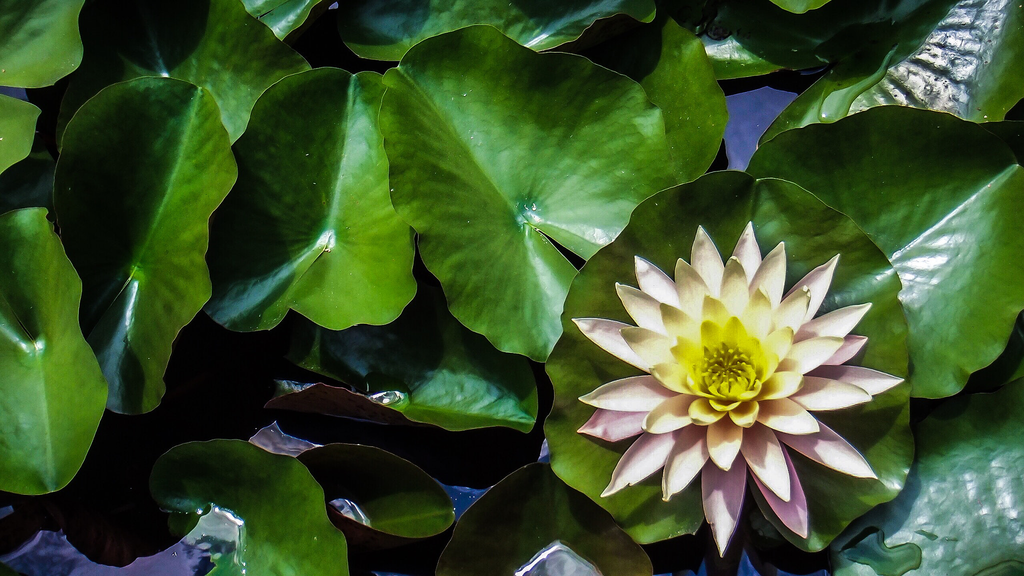 Fujifilm FinePix Real 3D W3 sample photo. Lilly pads and blossom photography