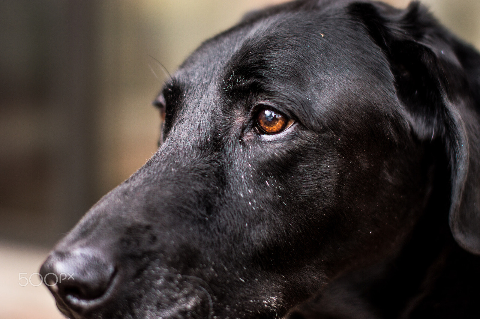 Nikon D3200 + Sigma 50mm F1.4 EX DG HSM sample photo. Dsc_0362.jpg photography
