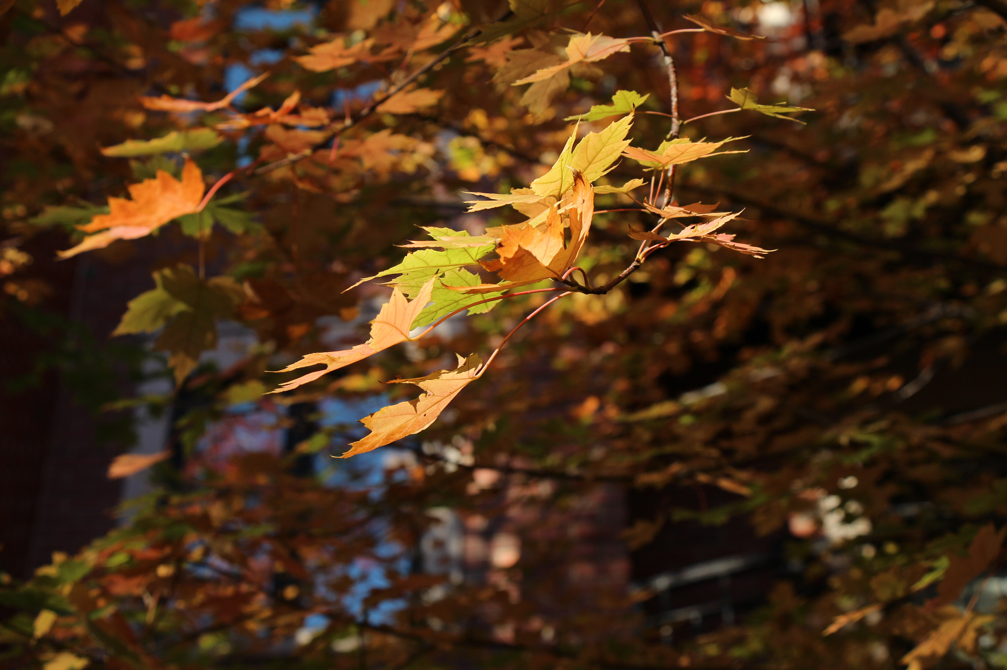 Canon EOS 650D (EOS Rebel T4i / EOS Kiss X6i) sample photo. Orange fix i photography