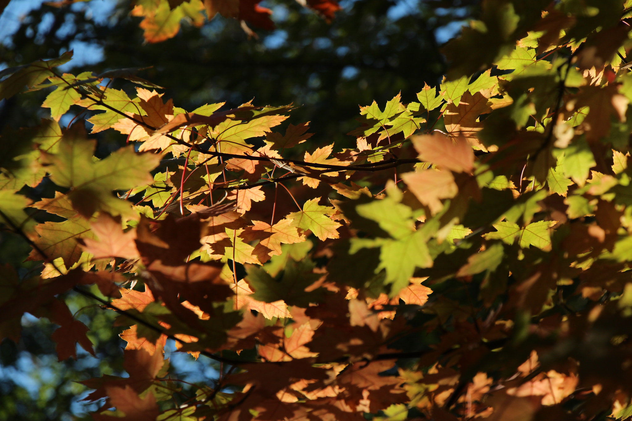 Canon EOS 650D (EOS Rebel T4i / EOS Kiss X6i) sample photo. Orange fix ii photography