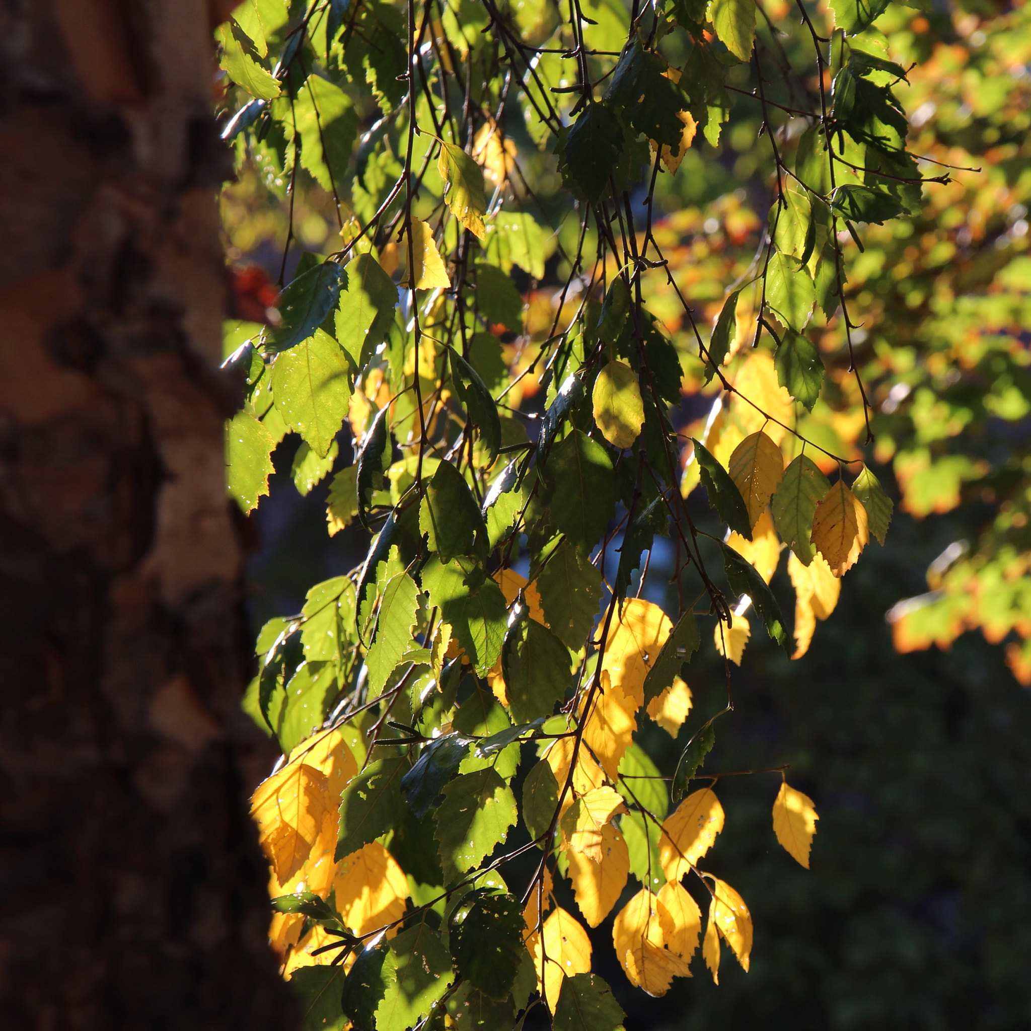 Canon EOS 650D (EOS Rebel T4i / EOS Kiss X6i) sample photo. Drooping photography