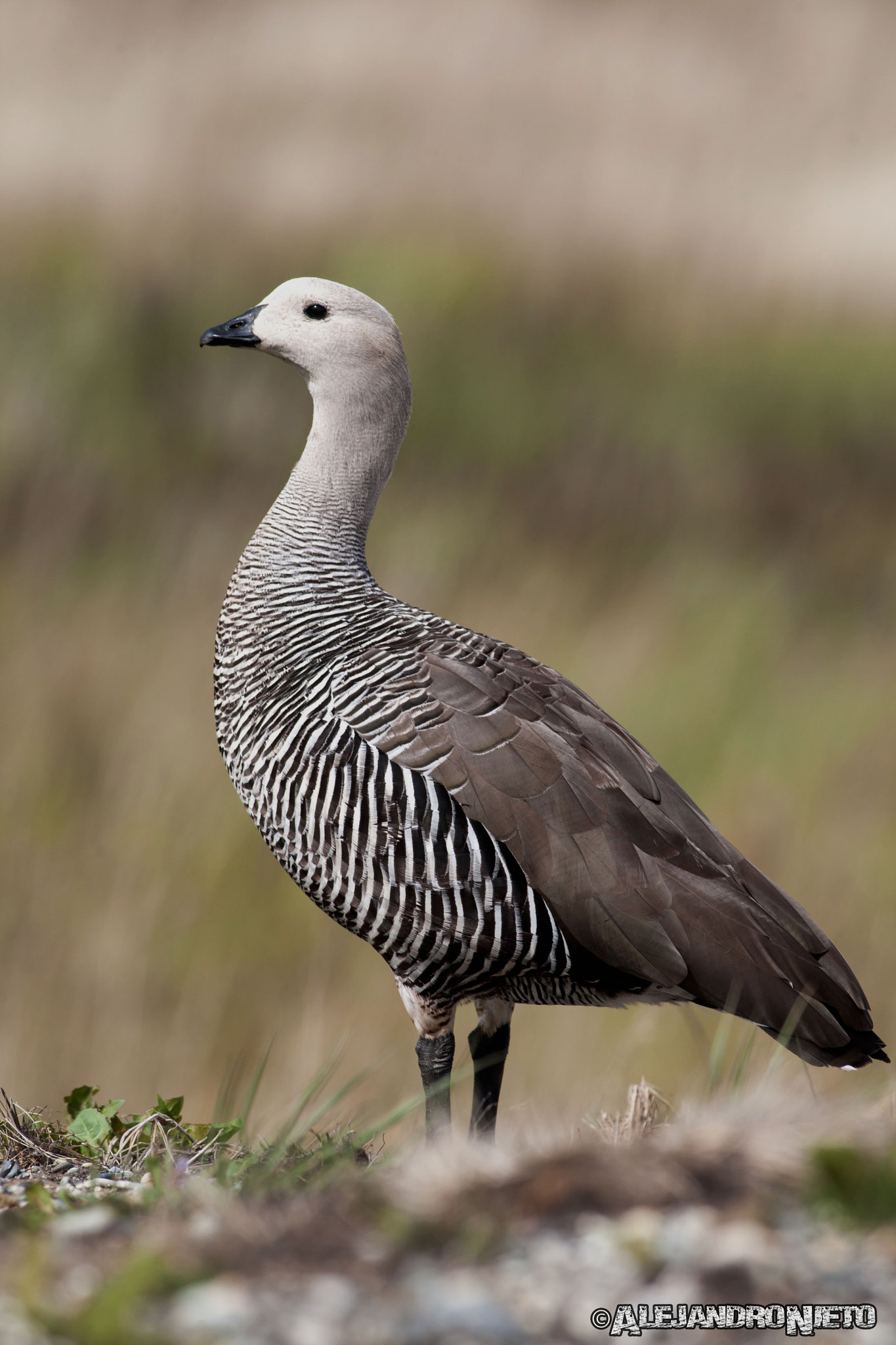 Canon EF 400mm f/2.8L sample photo. Cauquén común, caiquén, avutarda (chloephaga picta)-(macho), photography