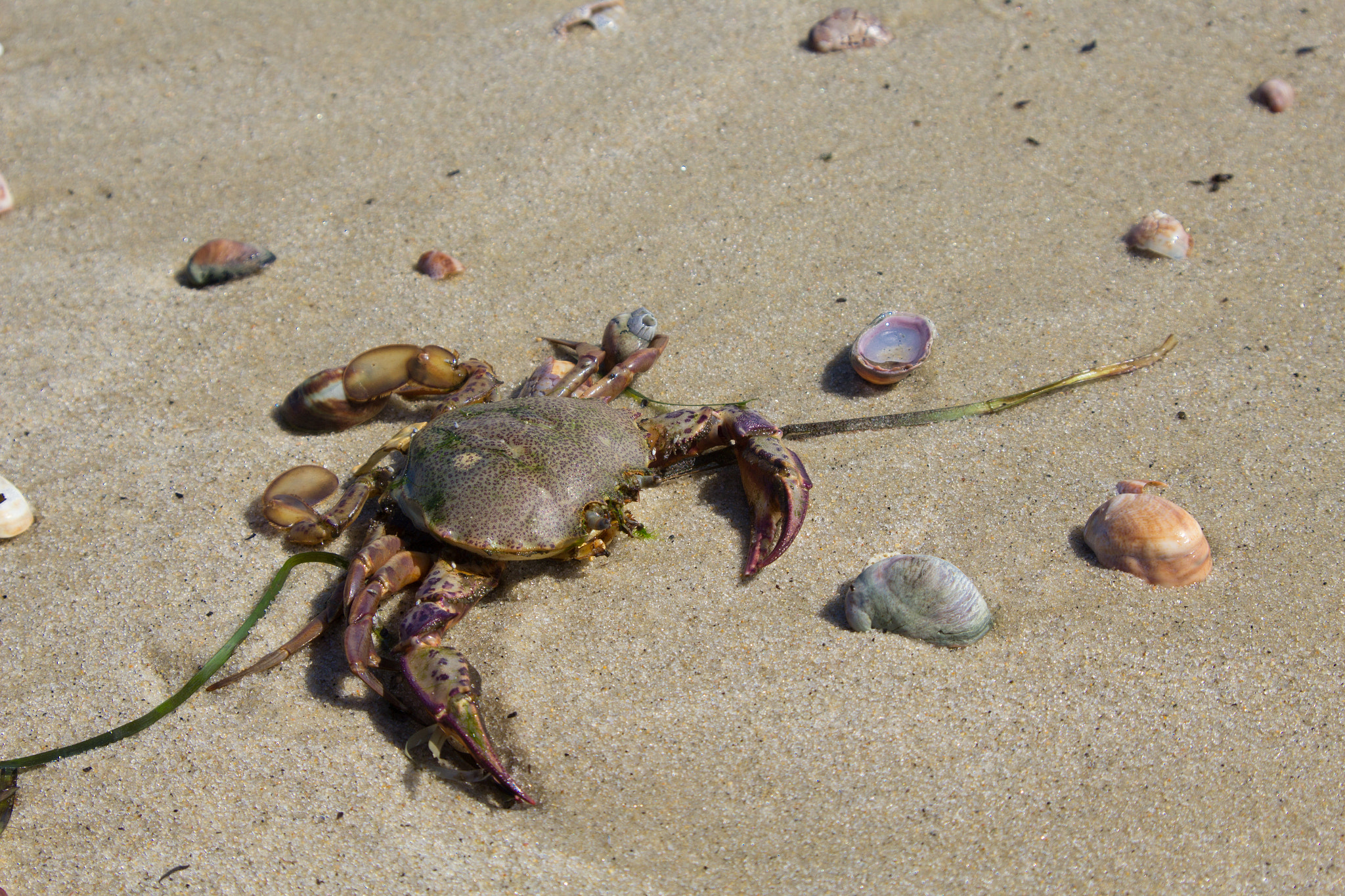 Canon EOS 1200D (EOS Rebel T5 / EOS Kiss X70 / EOS Hi) sample photo. Cape cod photography