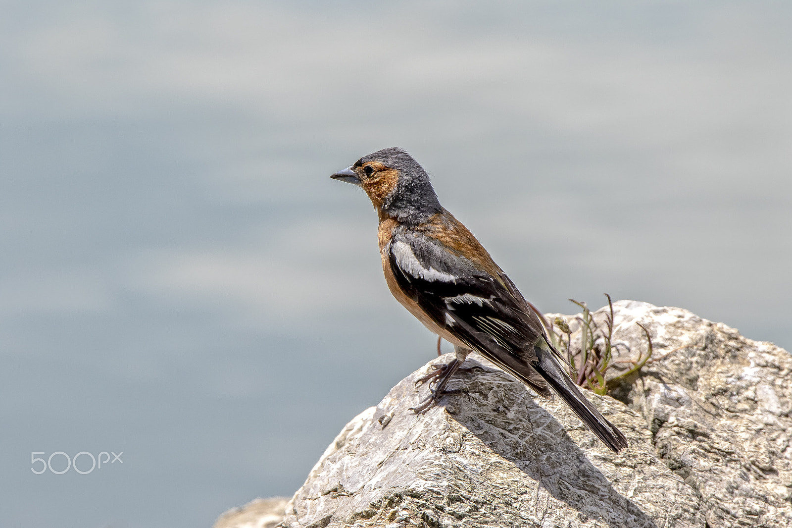 Canon EOS 7D Mark II + Tamron SP 150-600mm F5-6.3 Di VC USD sample photo. Chaffinch photography