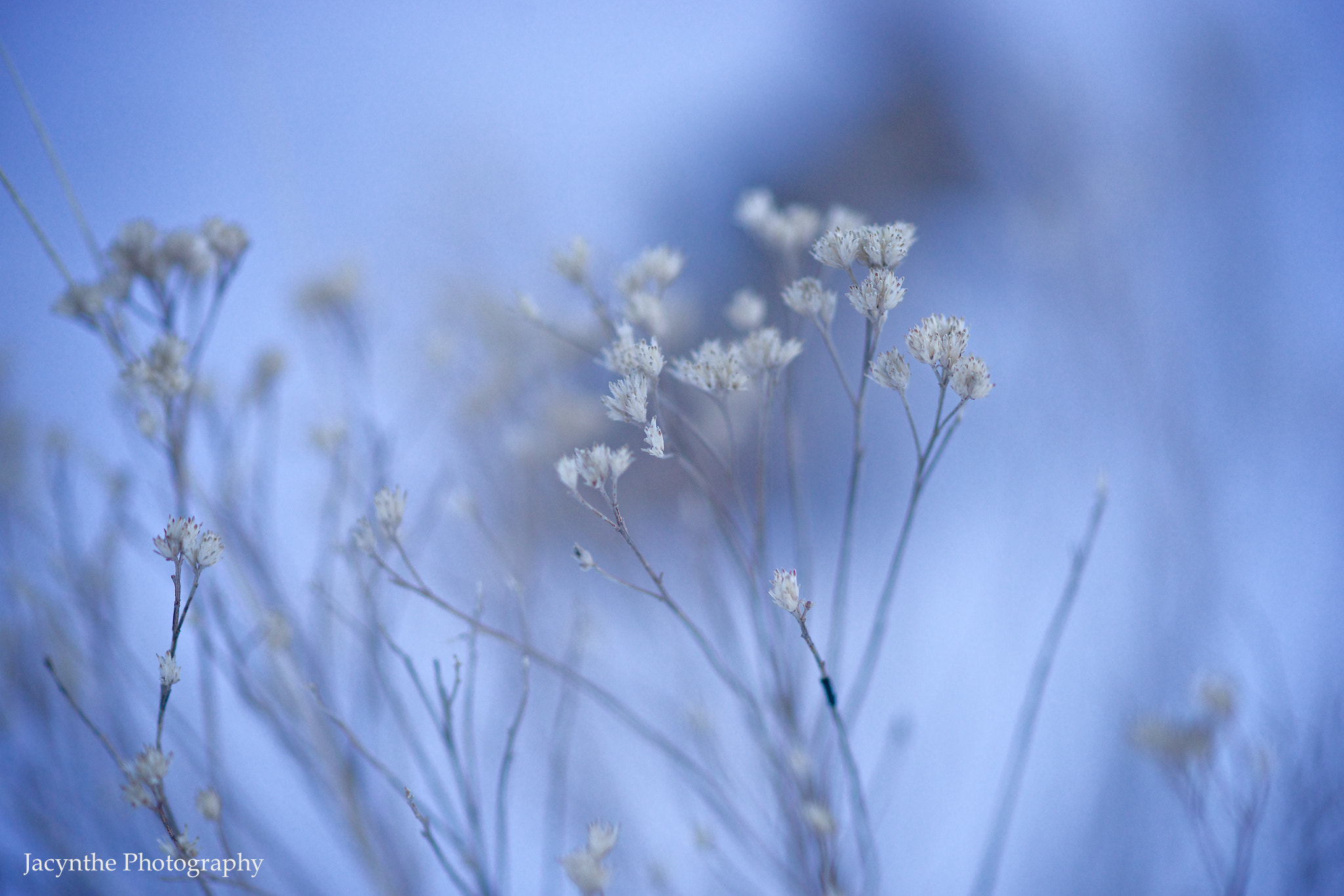 Sony a99 II + Sony 100mm F2.8 Macro sample photo. Dans mon jardin d'hiver photography