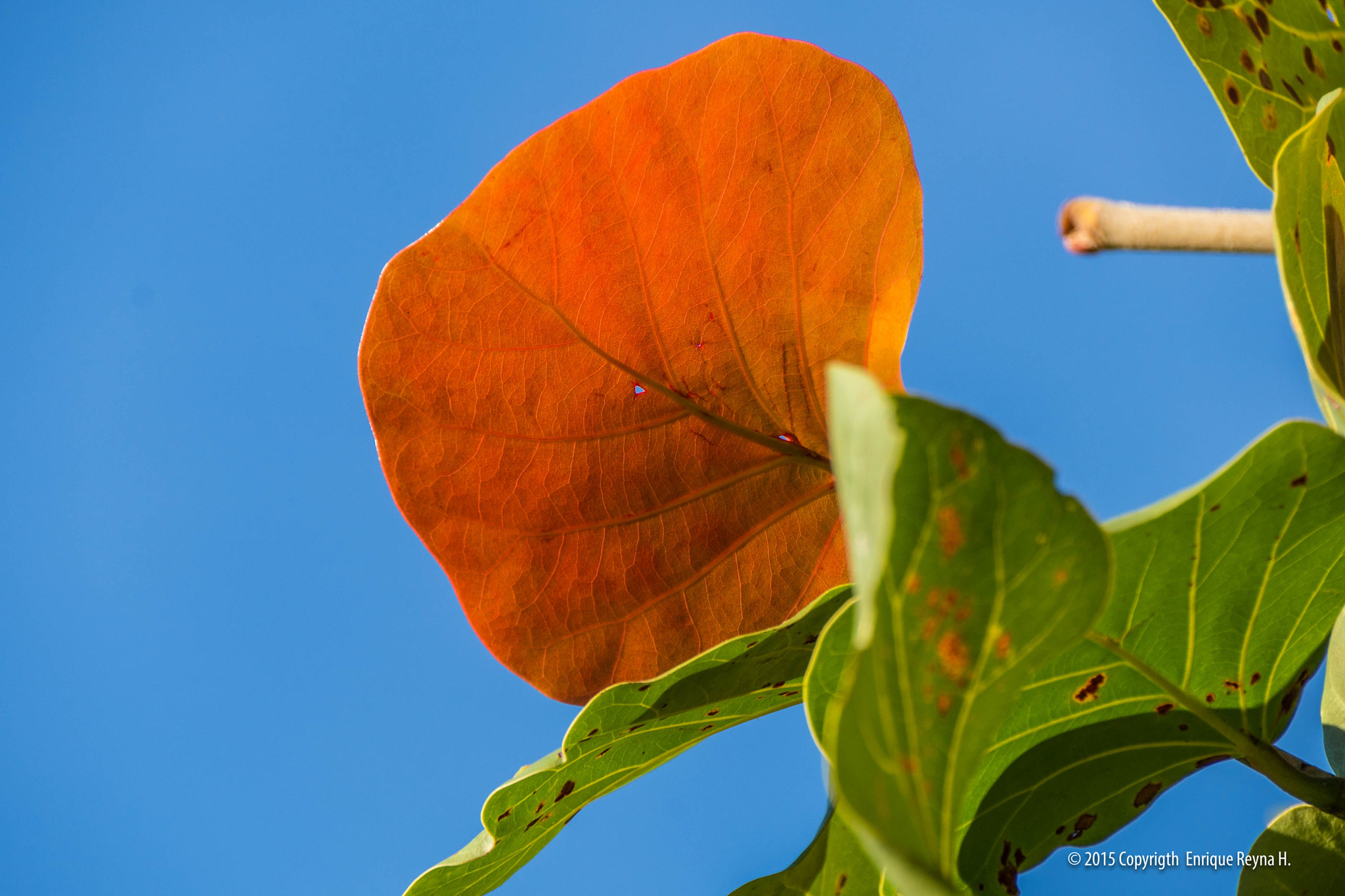 Sony DT 18-250mm F3.5-6.3 sample photo. Red laef photography