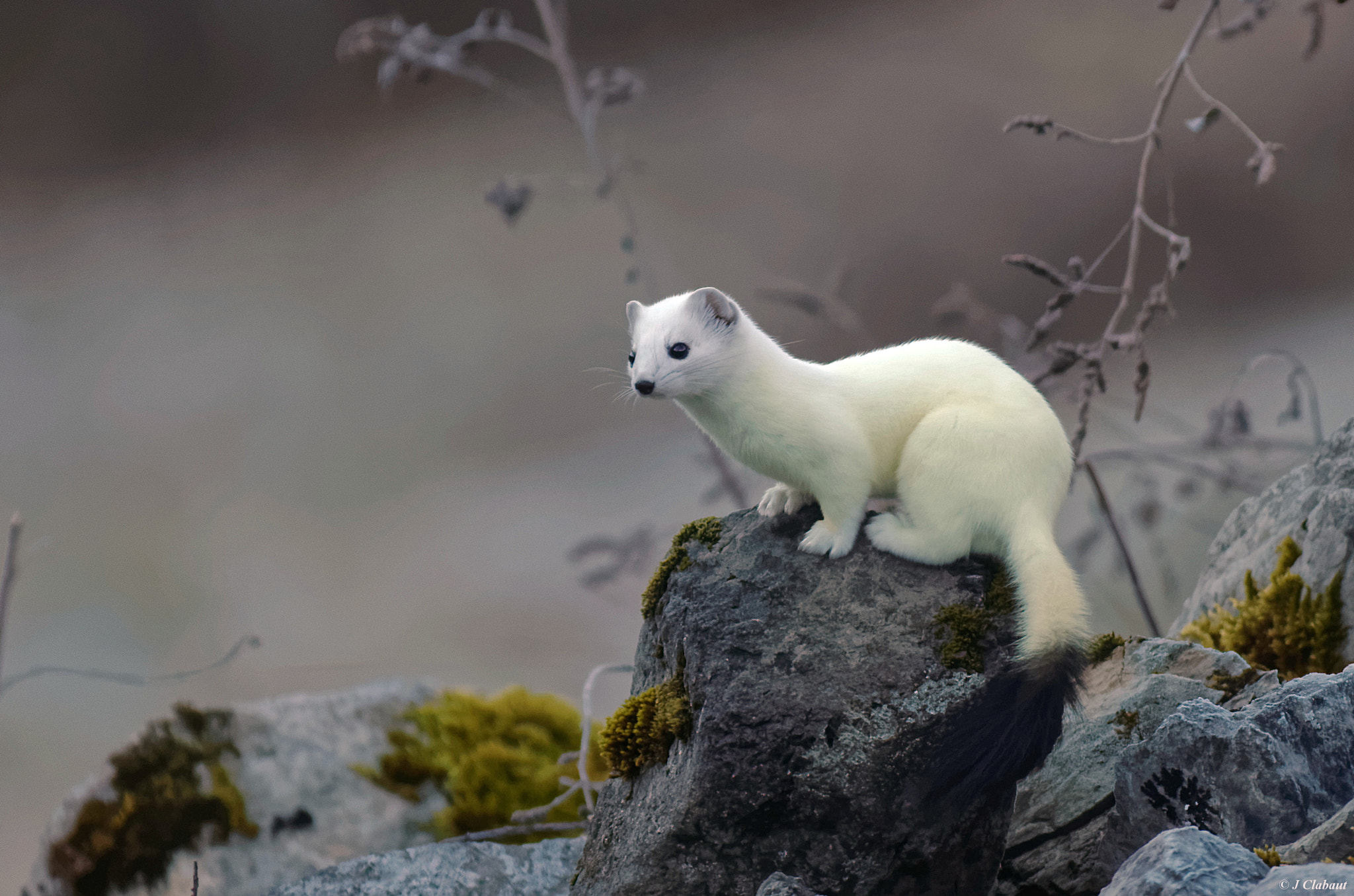 Sigma 150-500mm F5-6.3 DG OS HSM sample photo. Cutie photography