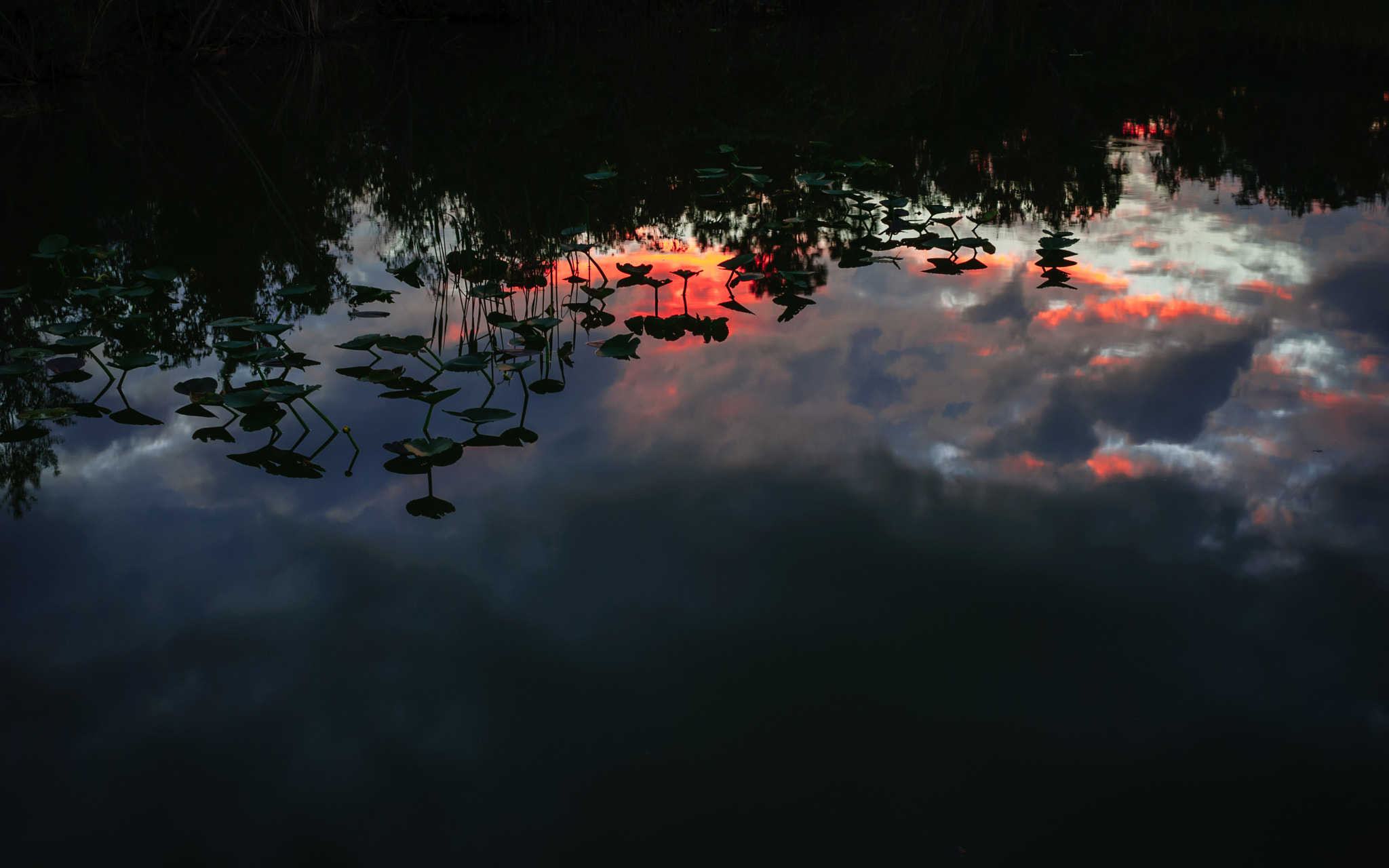 Nikon D80 + Nikon AF Nikkor 35mm F2D sample photo. Lily pads photography