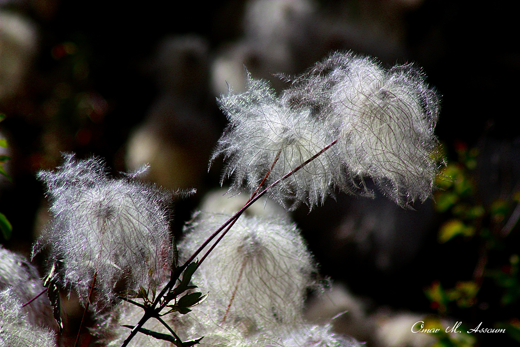 Canon EF 75-300mm F4.0-5.6 IS USM sample photo. Wild clematis photography