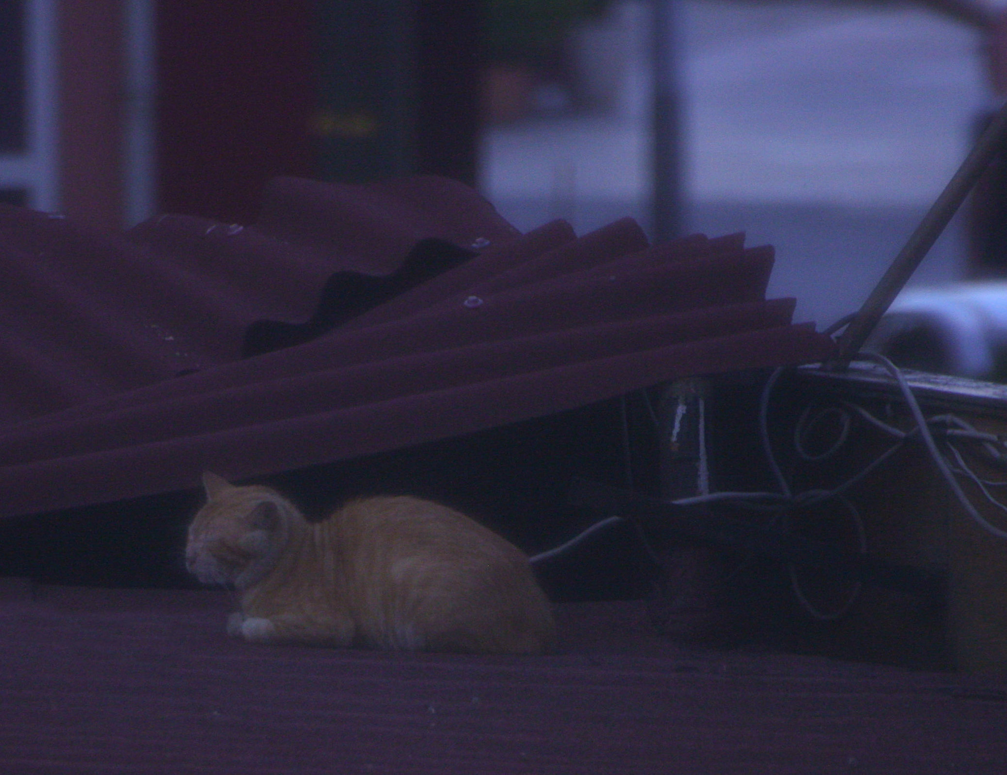 Sigma 70-300mm F4-5.6 APO DG Macro sample photo. Cat. photography