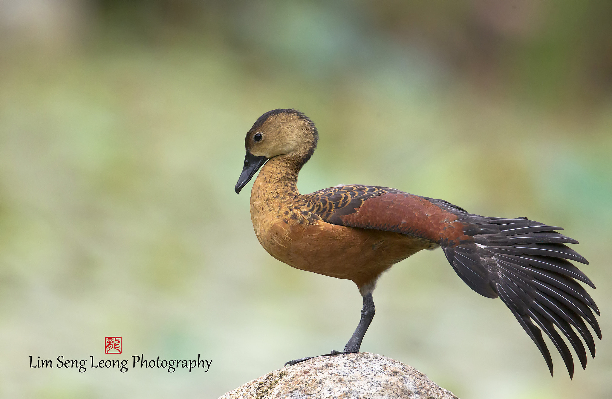 Canon EF 300mm F2.8L IS II USM sample photo. Aabo photography