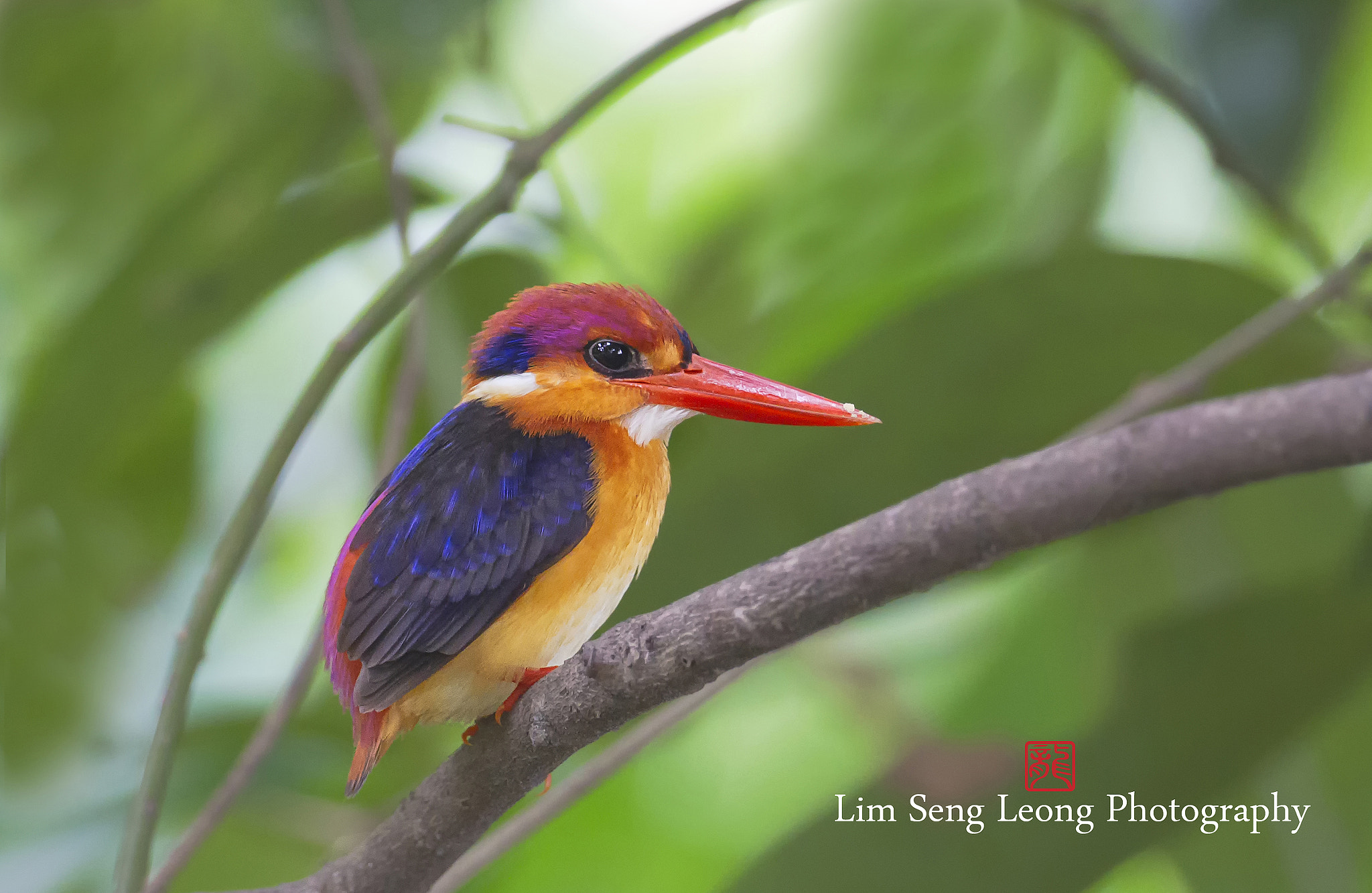 Canon EF 300mm F2.8L IS II USM sample photo. Ddfeo photography