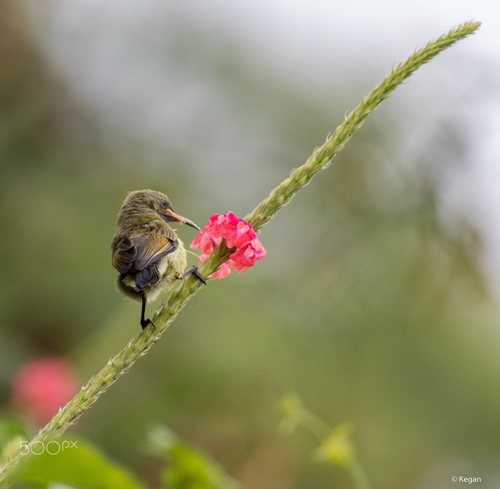 Canon EF 100-400mm F4.5-5.6L IS USM sample photo. The bird photography