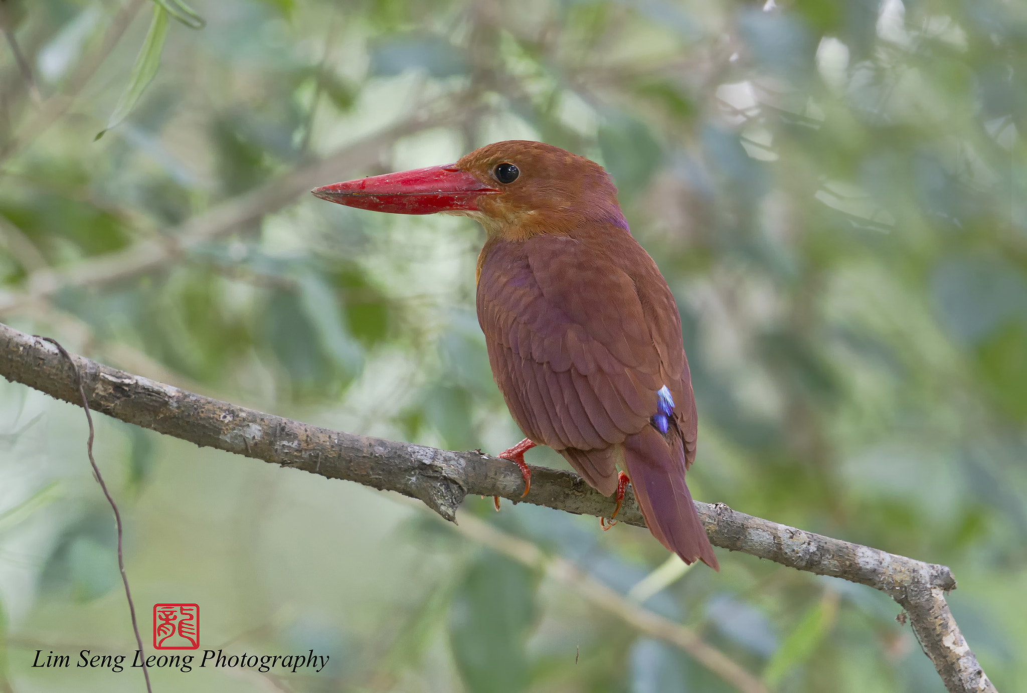 Canon EF 300mm F2.8L IS II USM sample photo. Fao photography