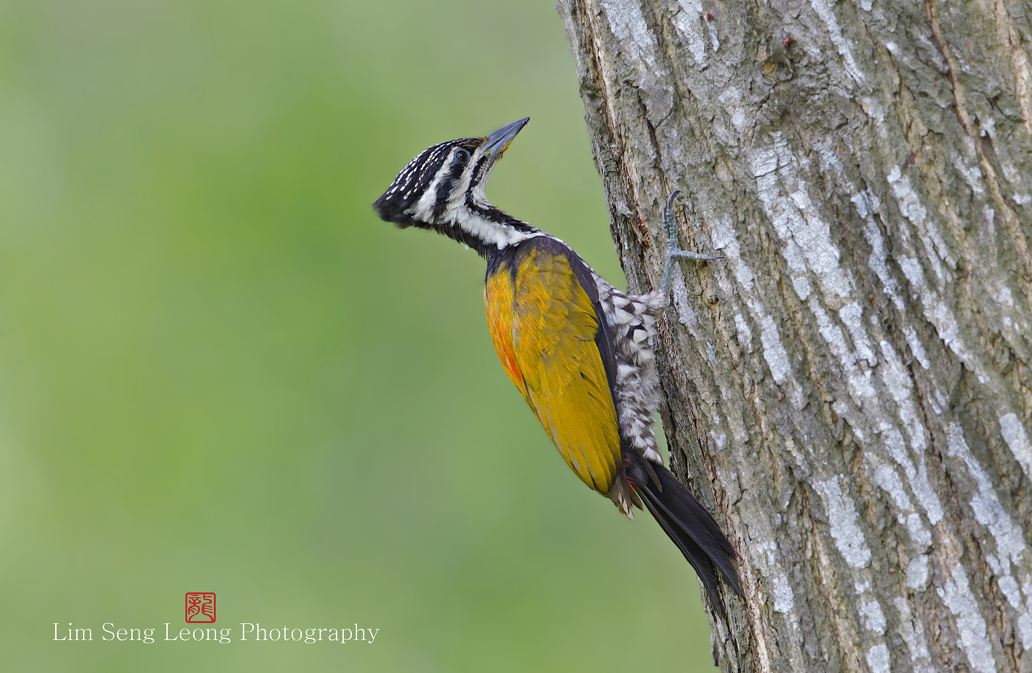 Canon EF 300mm F2.8L IS II USM sample photo. Eaao photography