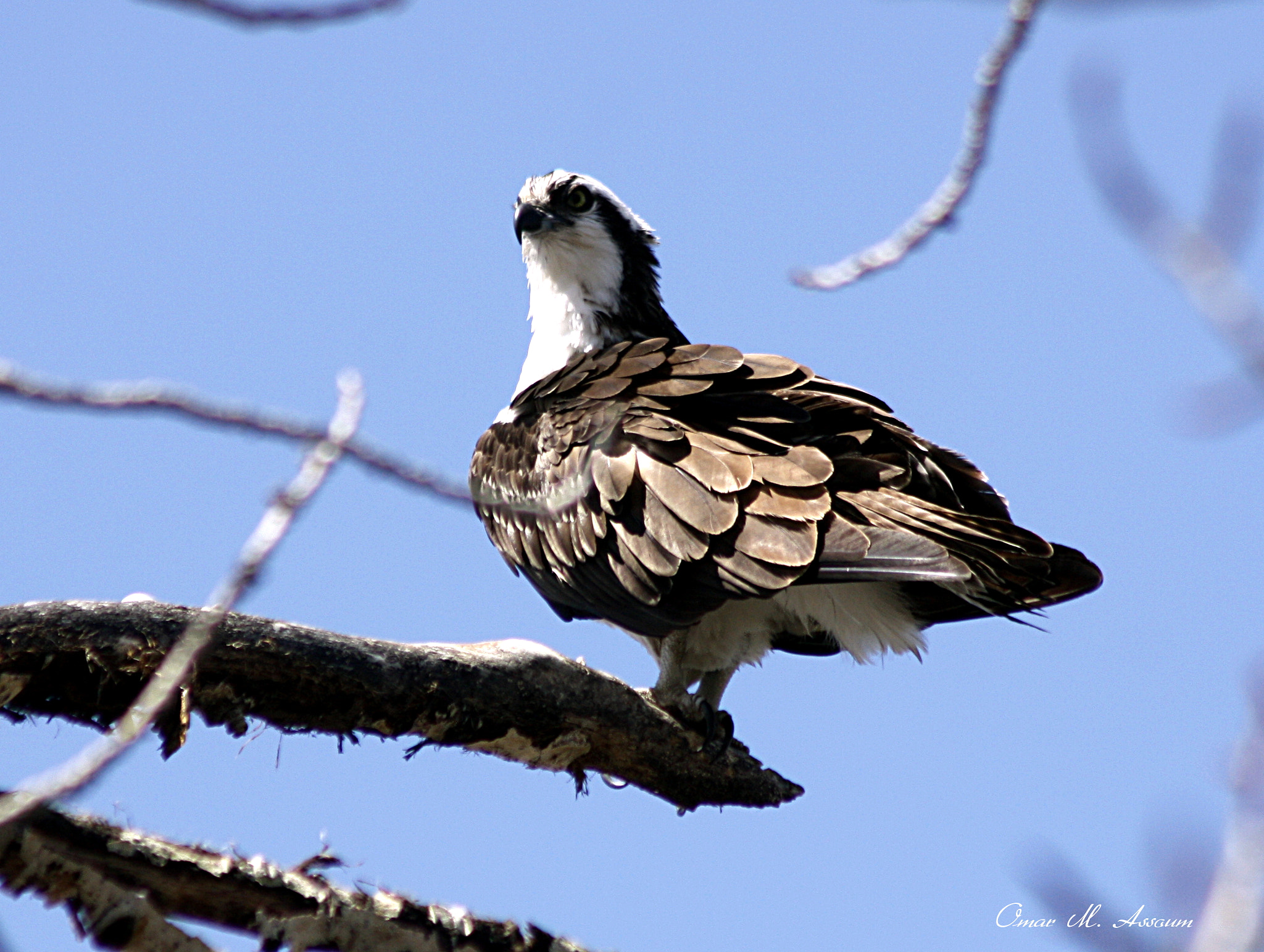 Canon EF 75-300mm F4.0-5.6 IS USM sample photo. An osprey hawk photography