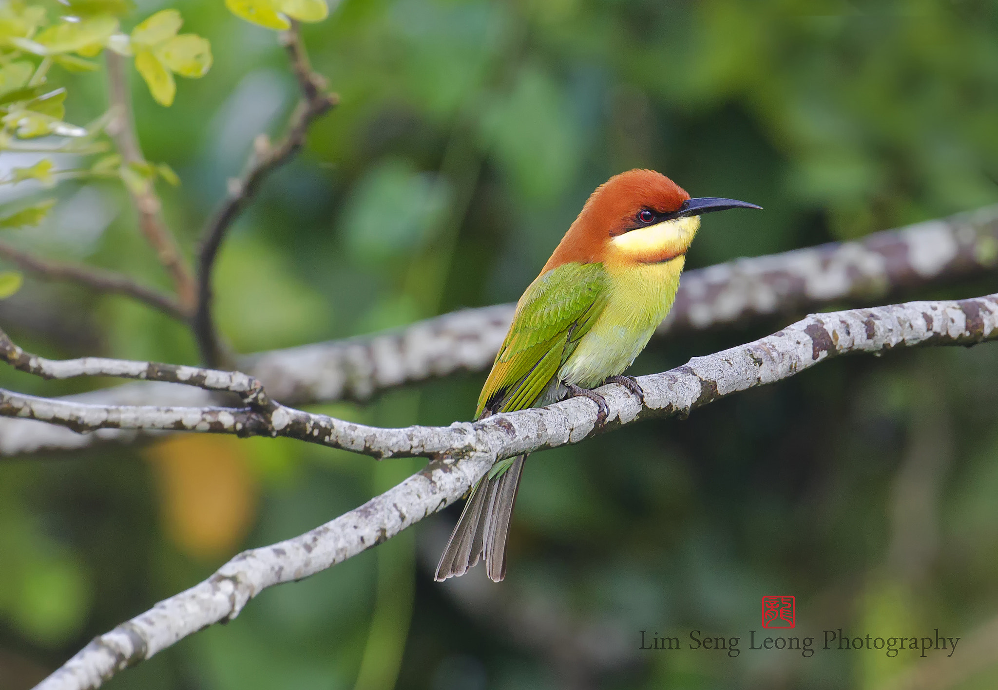 Canon EF 300mm F2.8L IS II USM sample photo. Afcfdb o photography