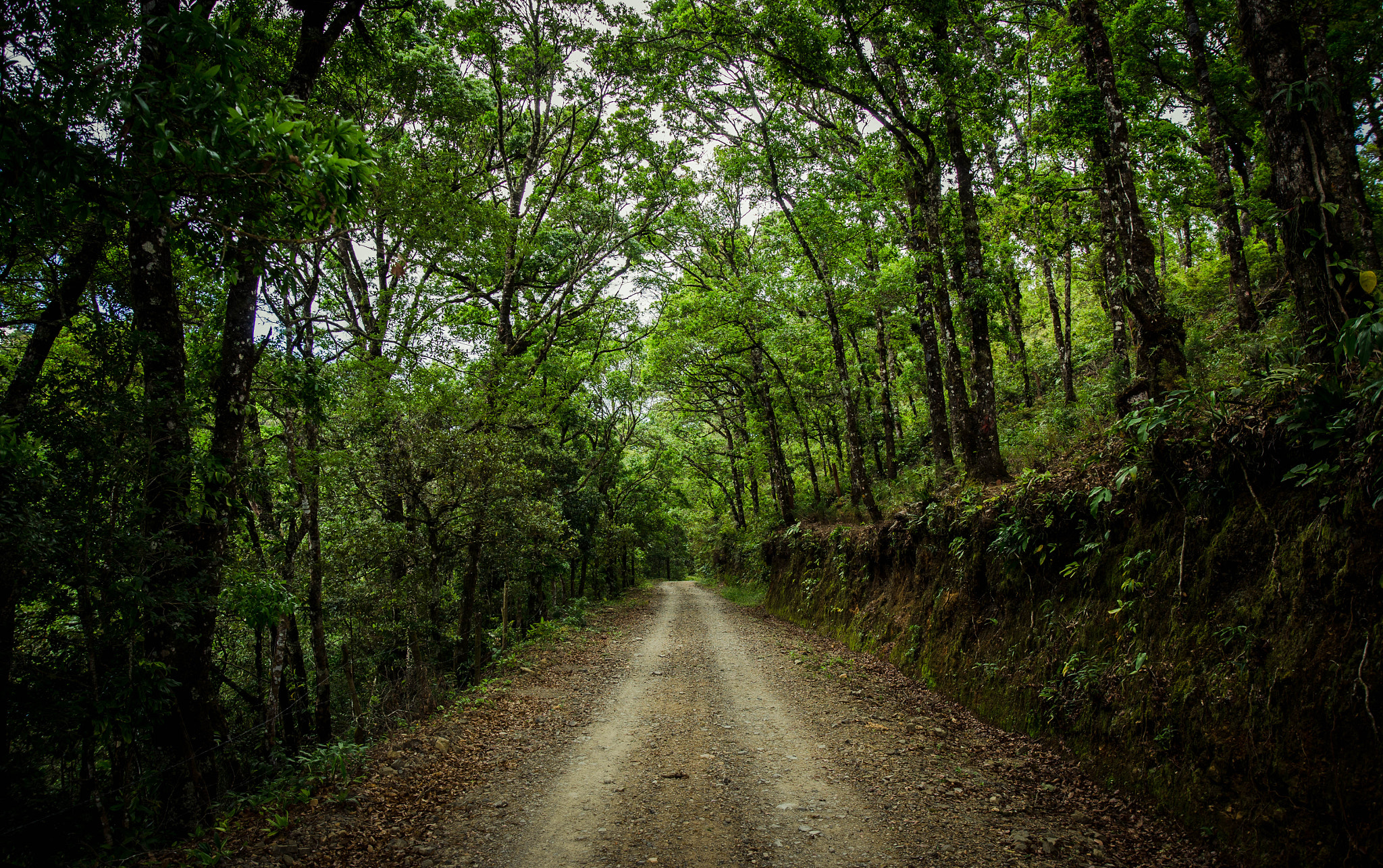 Nikon D7000 + Samyang 16mm F2 ED AS UMC CS sample photo. Mystical nature photography